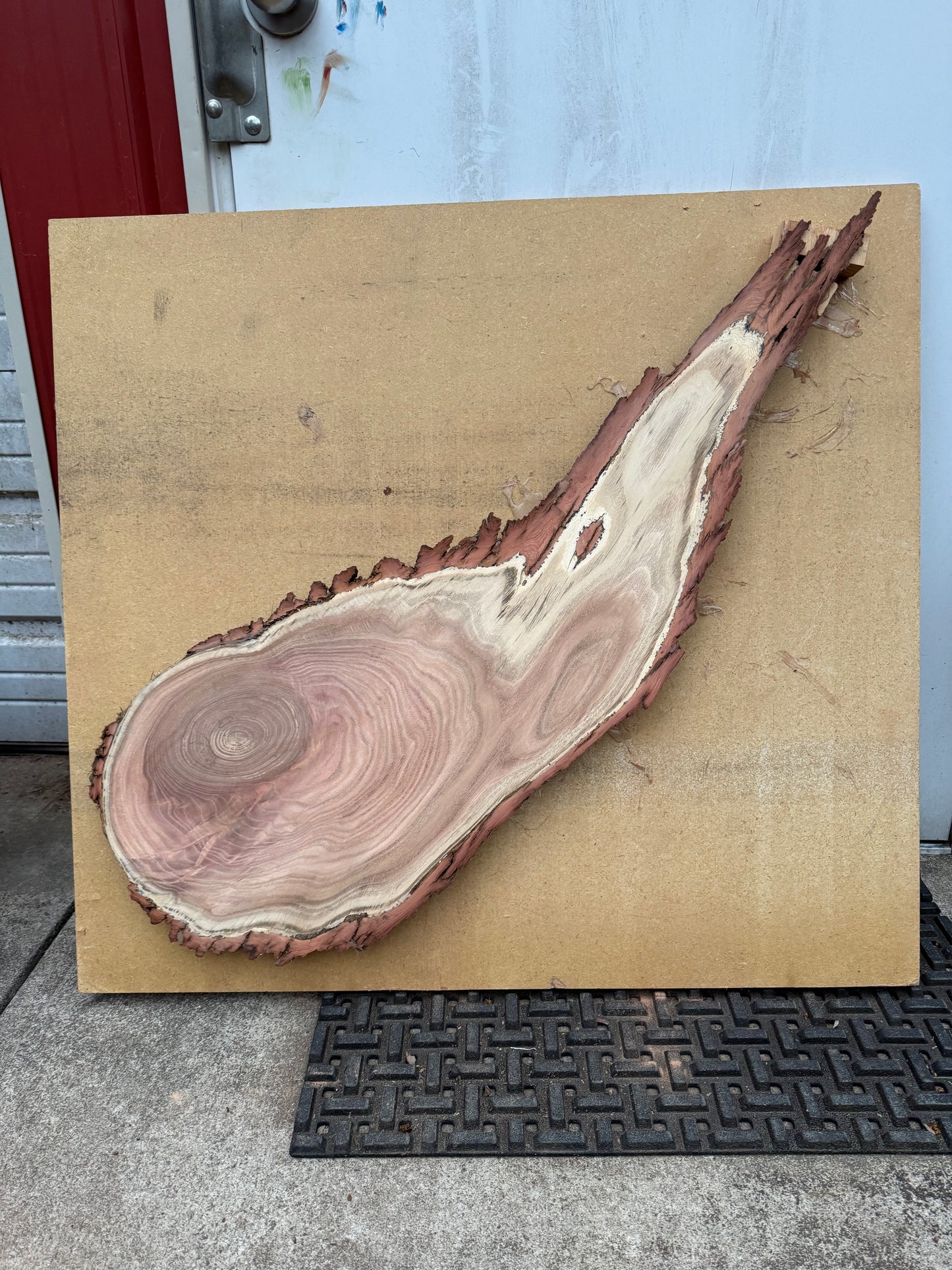 “Comet” Chinaberry Tree Print
