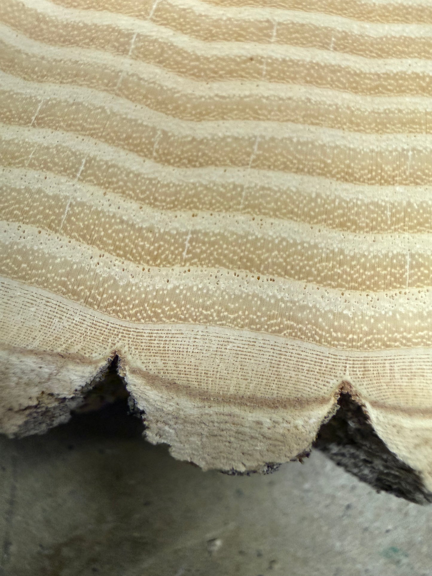 “Green Ash from Maine” tree print
