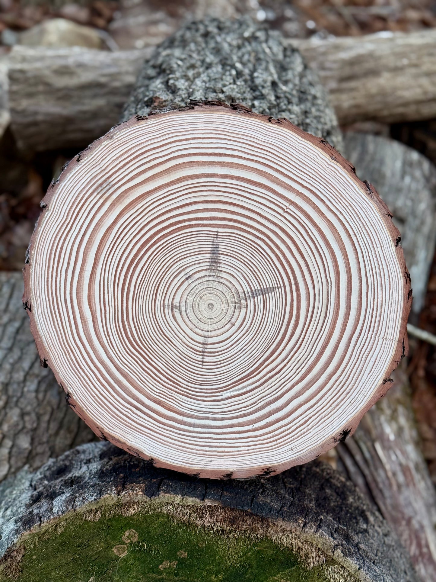 “Southern Yellow Pine #17” Tree Print