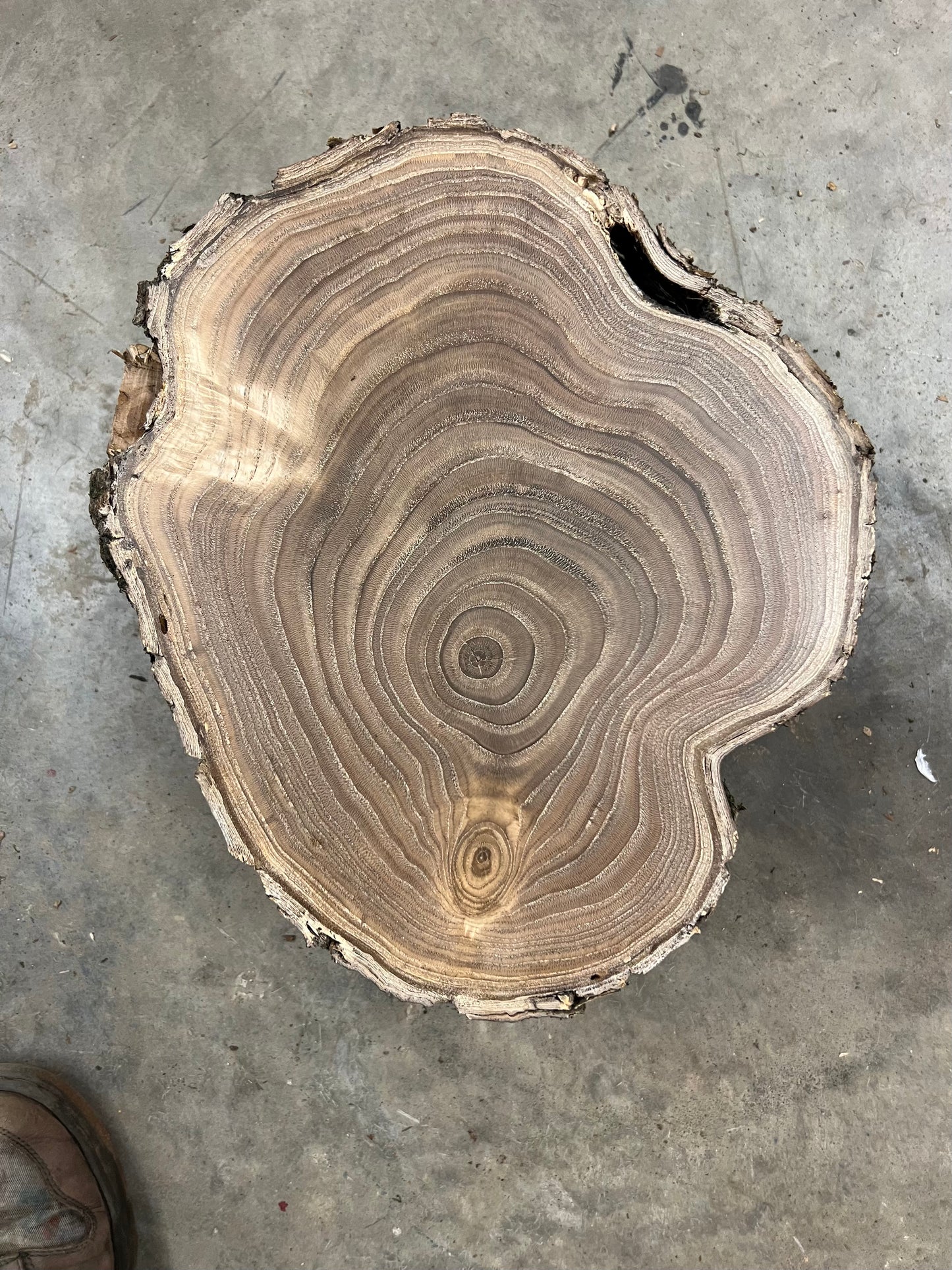 Chinese Chestnut # 2
