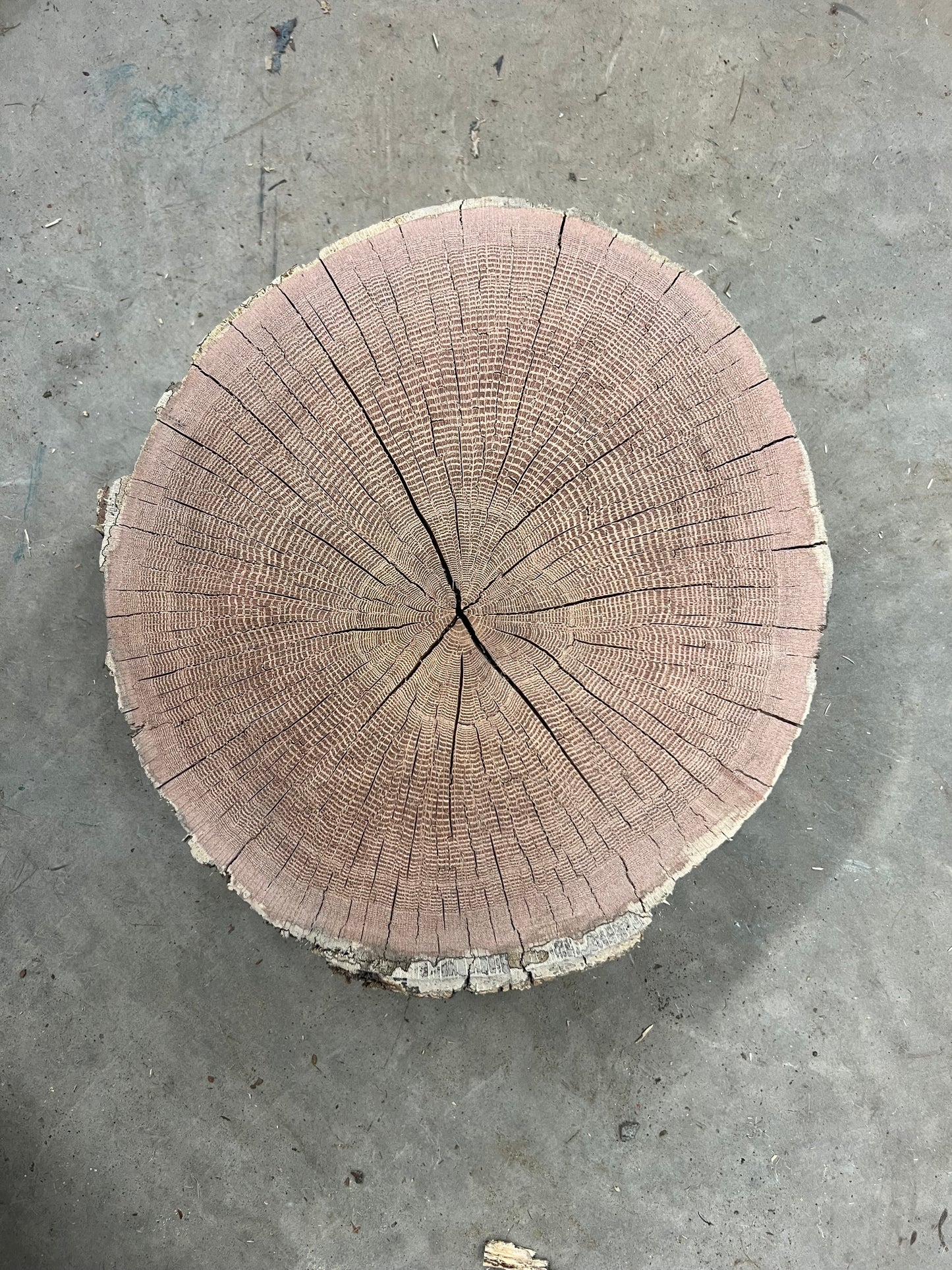 Lava 1 oak tree print