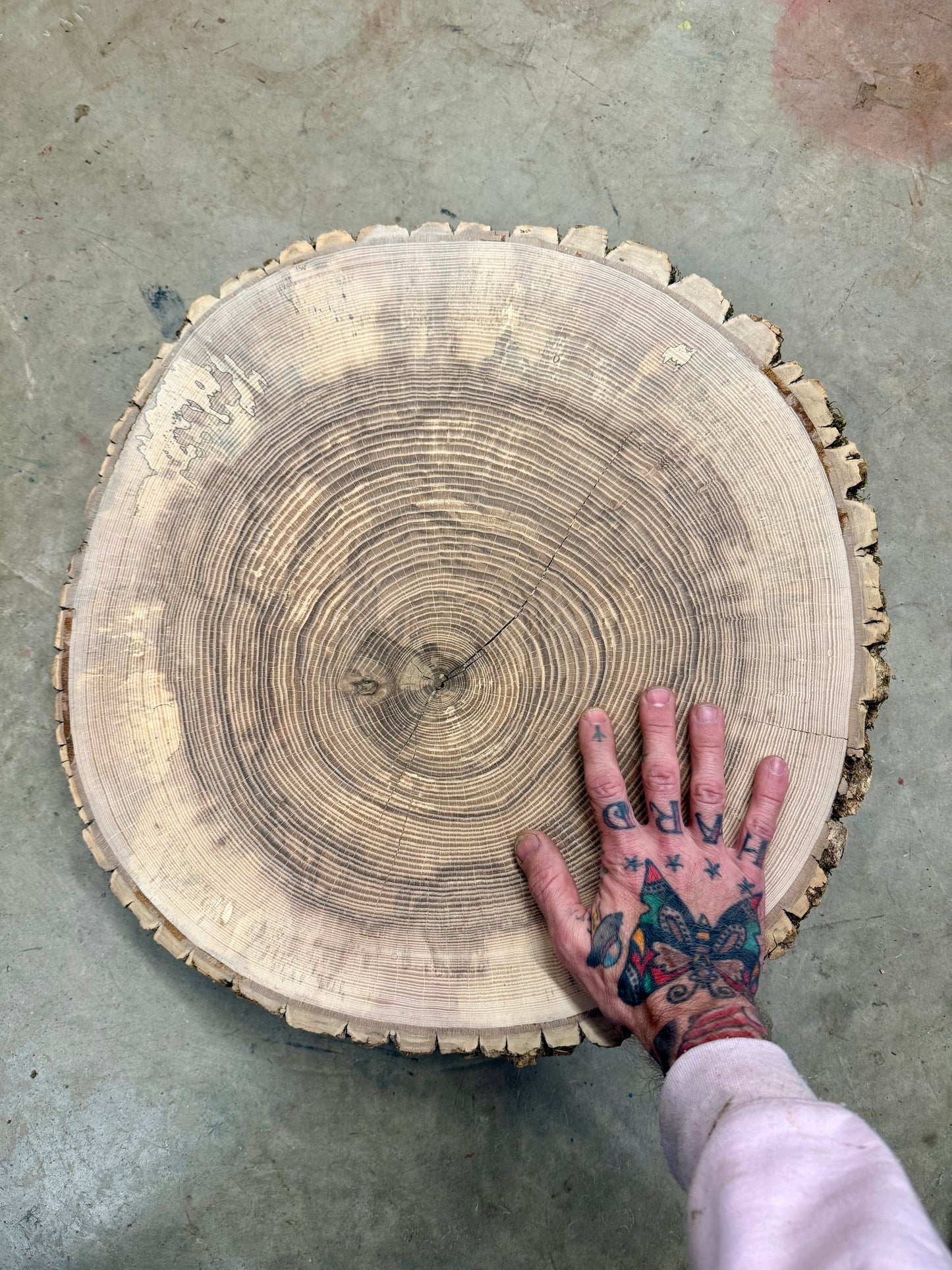 Green Ash #3 Tree Print