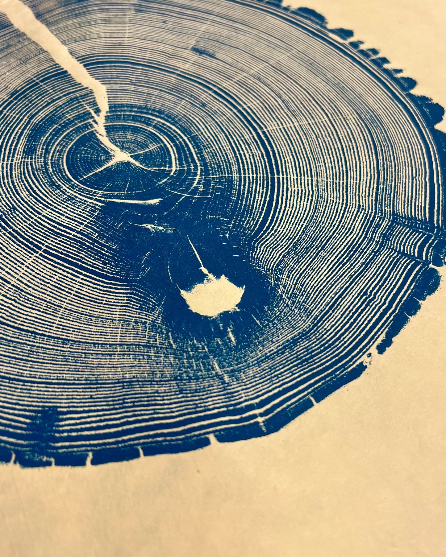 American Elm No. 5
