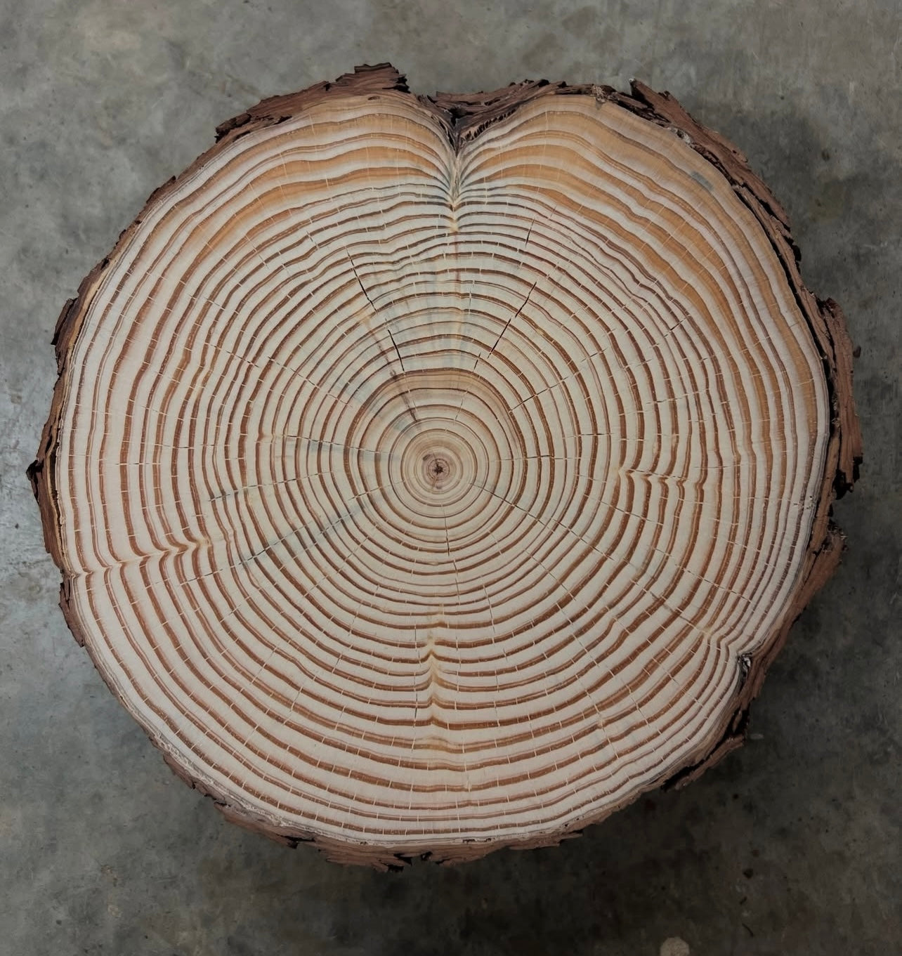 Loblolly Pine No. 6 Tree Print