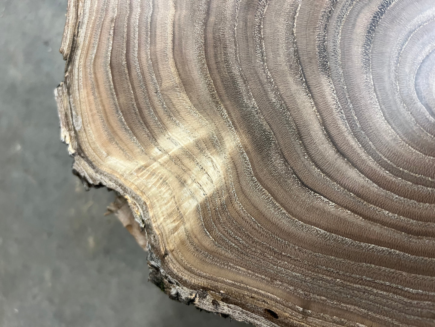 Chinese Chestnut # 2