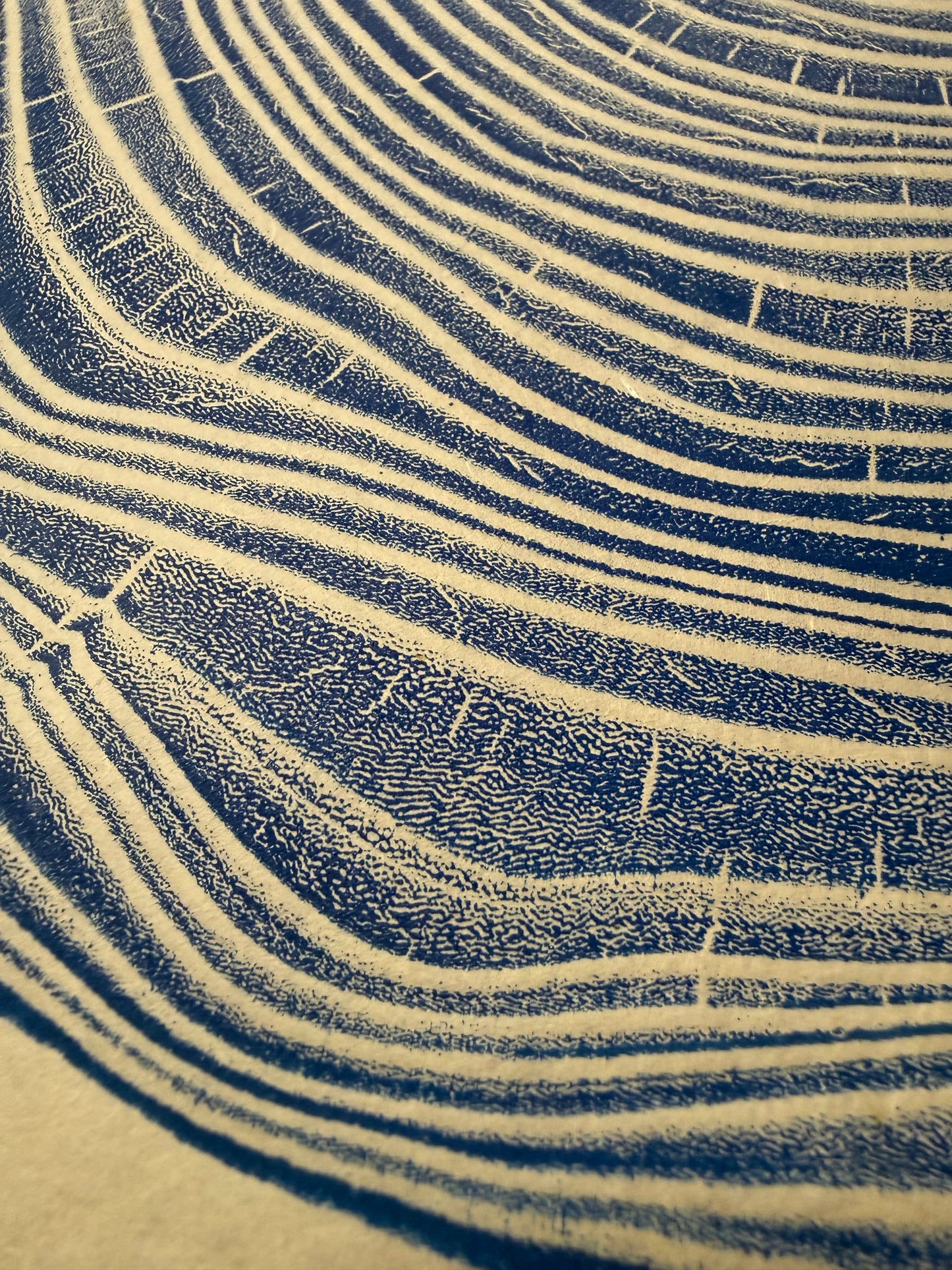 American Elm Tree Print from Wyoming