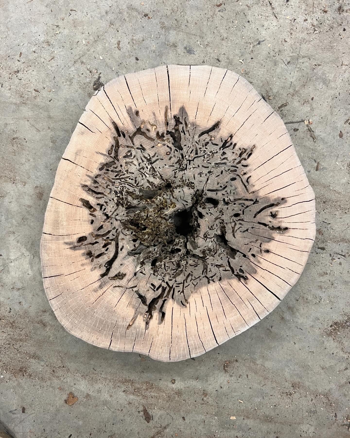 Red Maple x Carpenter Ant Tree Print