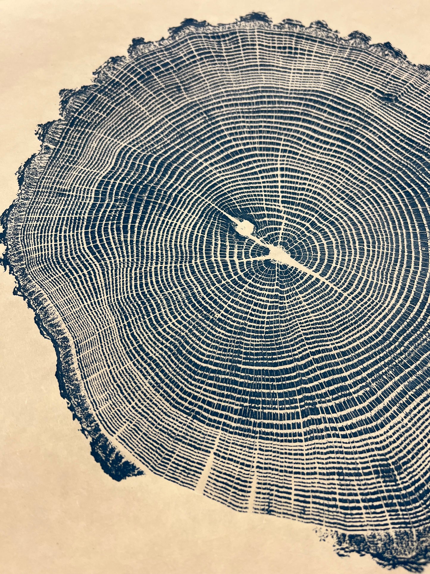 “Seashell” Cherry Bark Oak Tree Print #5