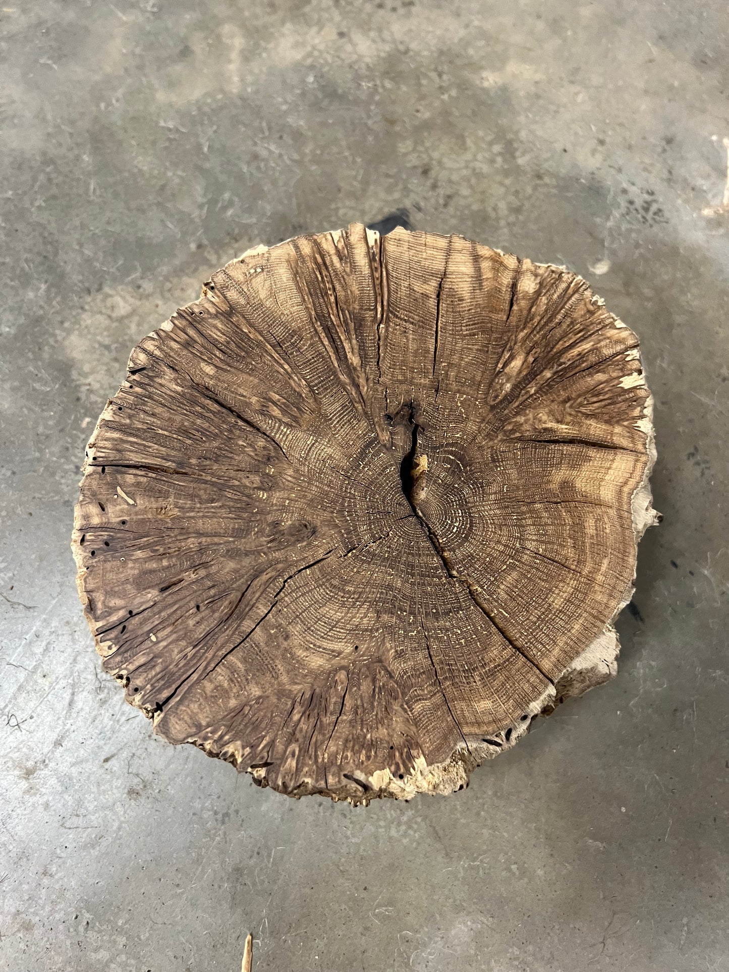 Texas Blue Oak Tree Print (Lacey Oak)