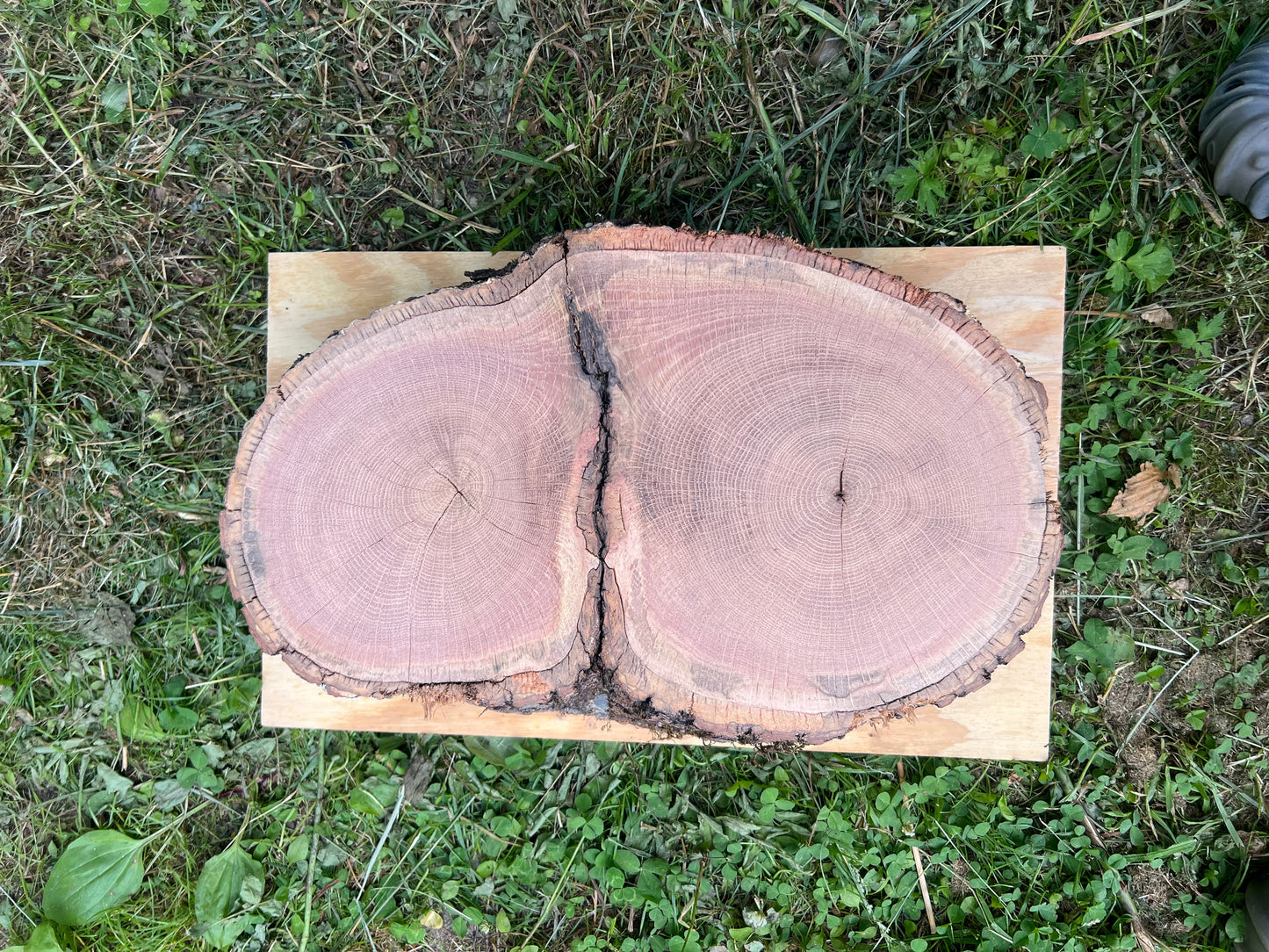 Eyes Open Tree Print