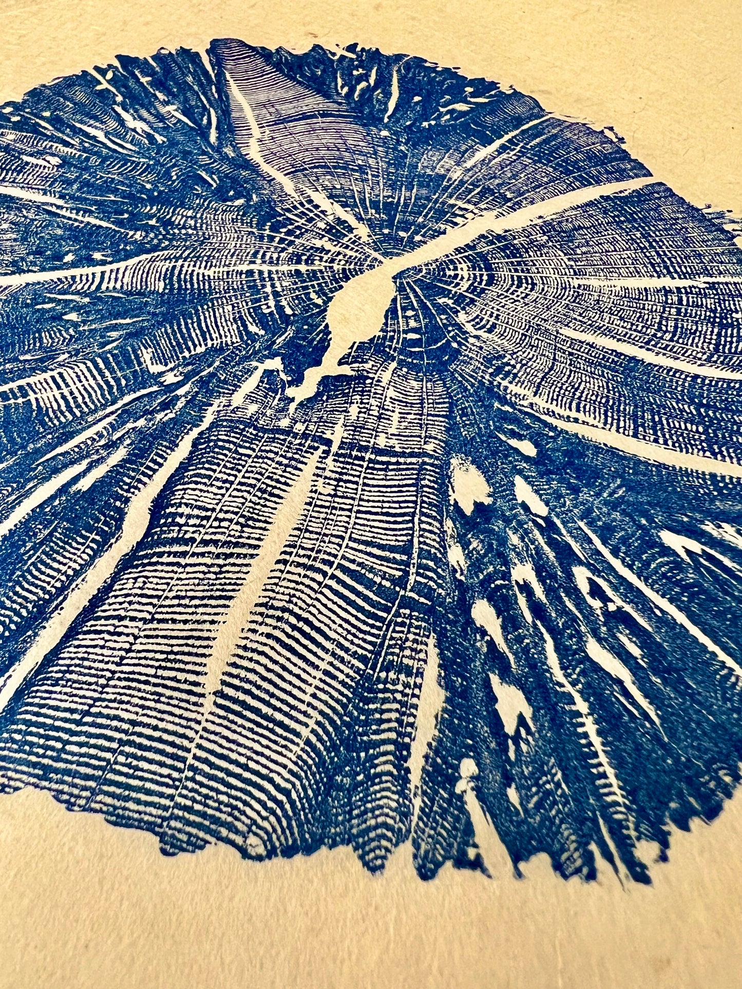 Texas Blue Oak Tree Print (Lacey Oak)