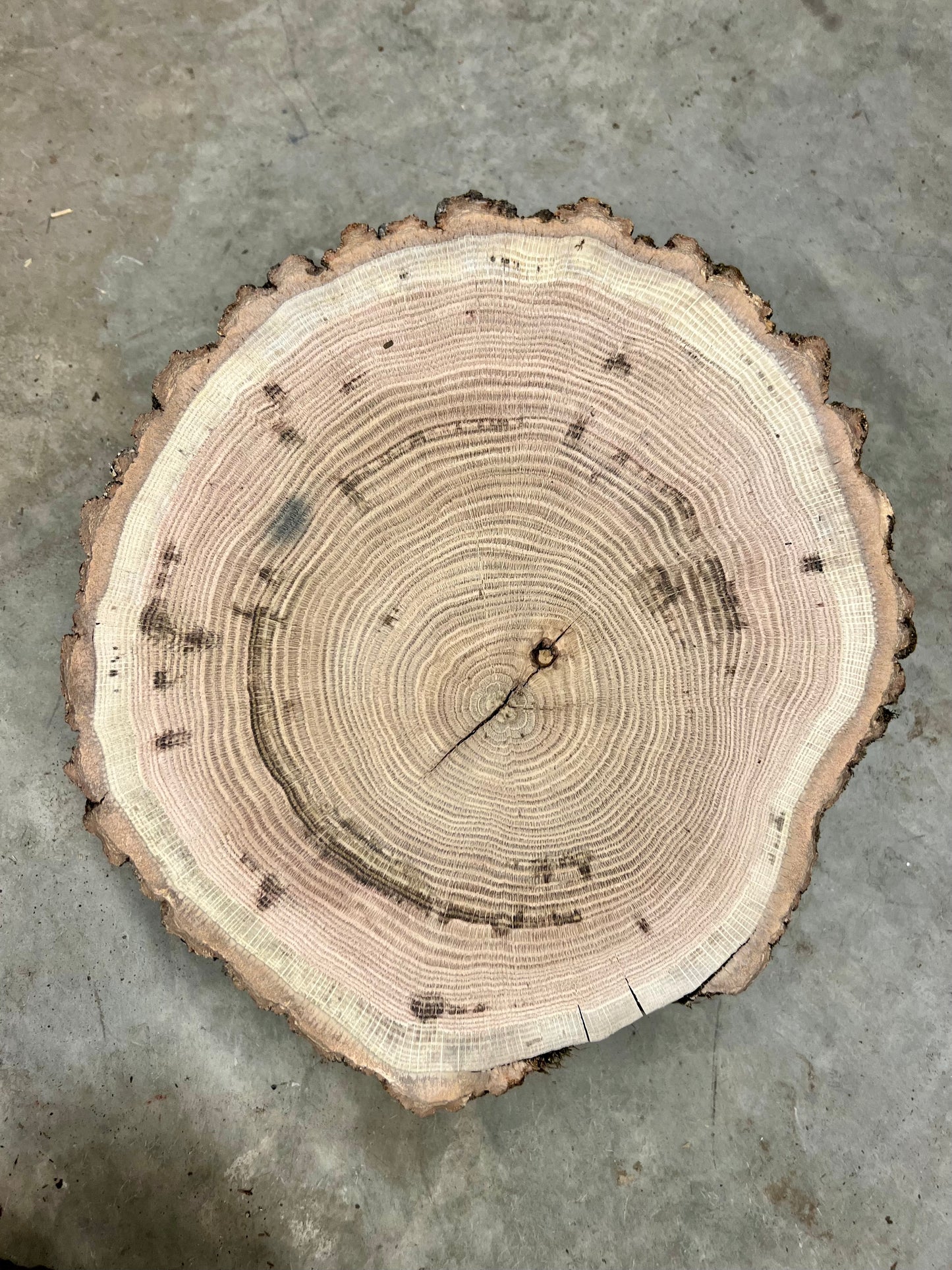 “Seashell” Cherry Bark Oak Tree Print #5
