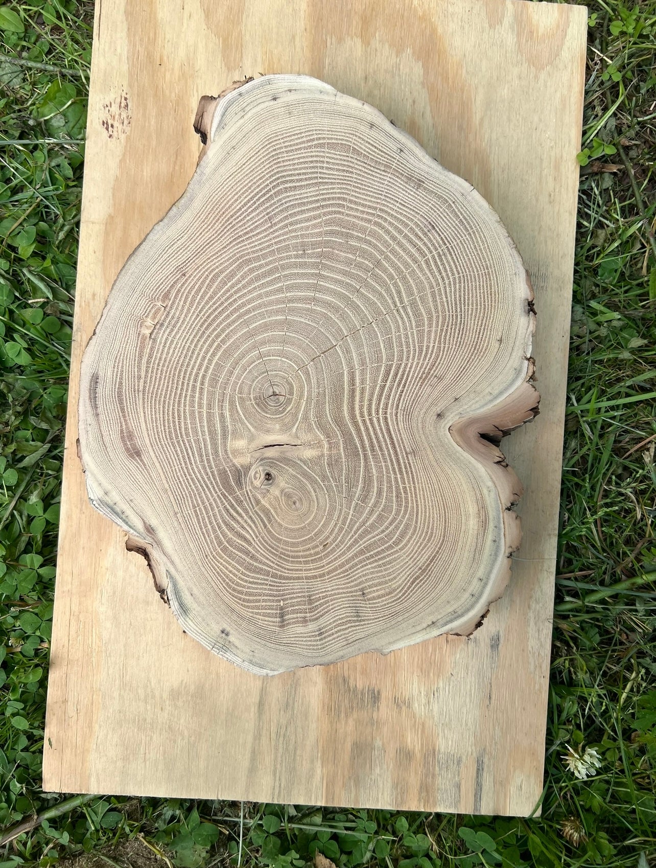 Melted Locust Green Tree Print