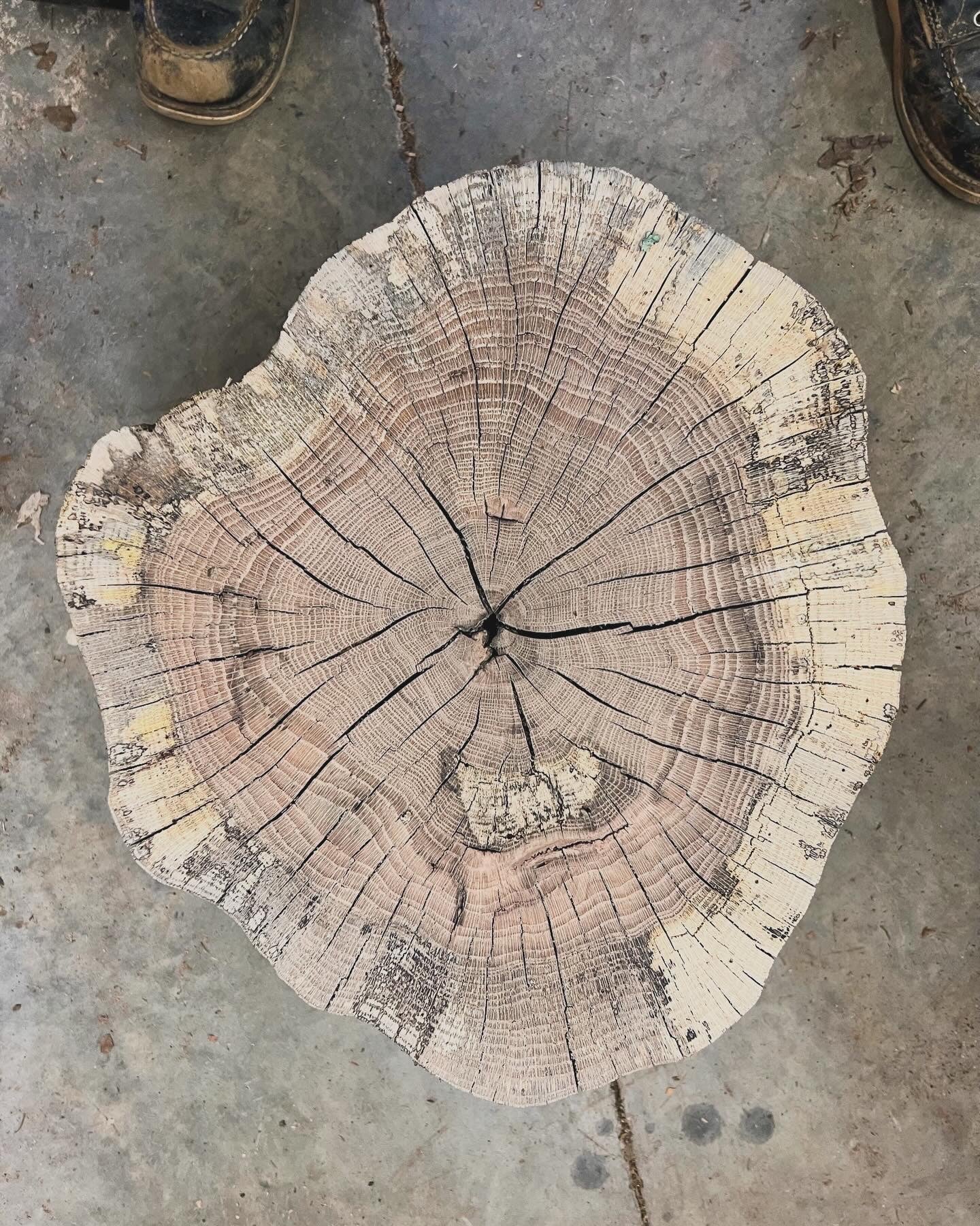 Decayed Oak Tree Print