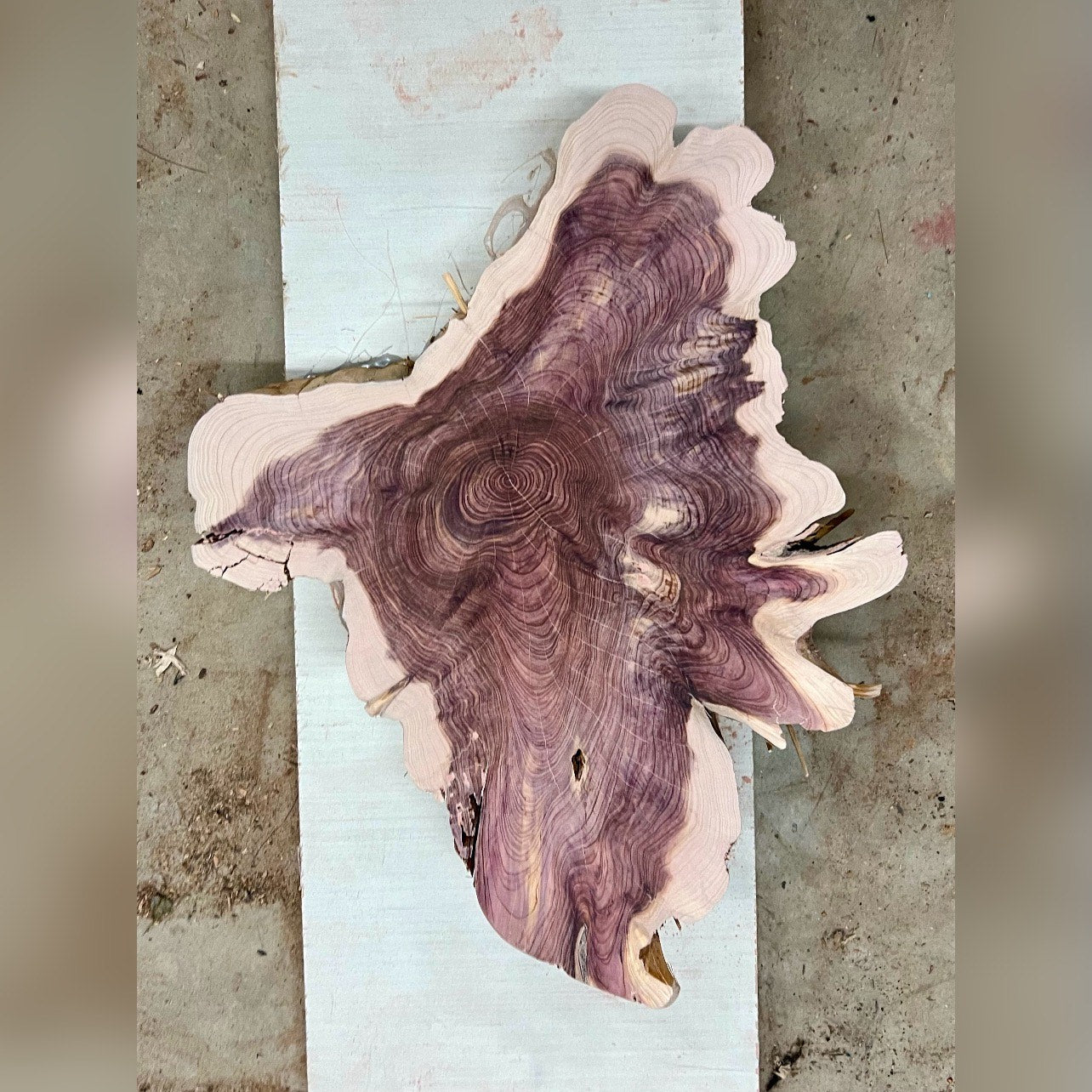 Eagle Cedar Tree Print