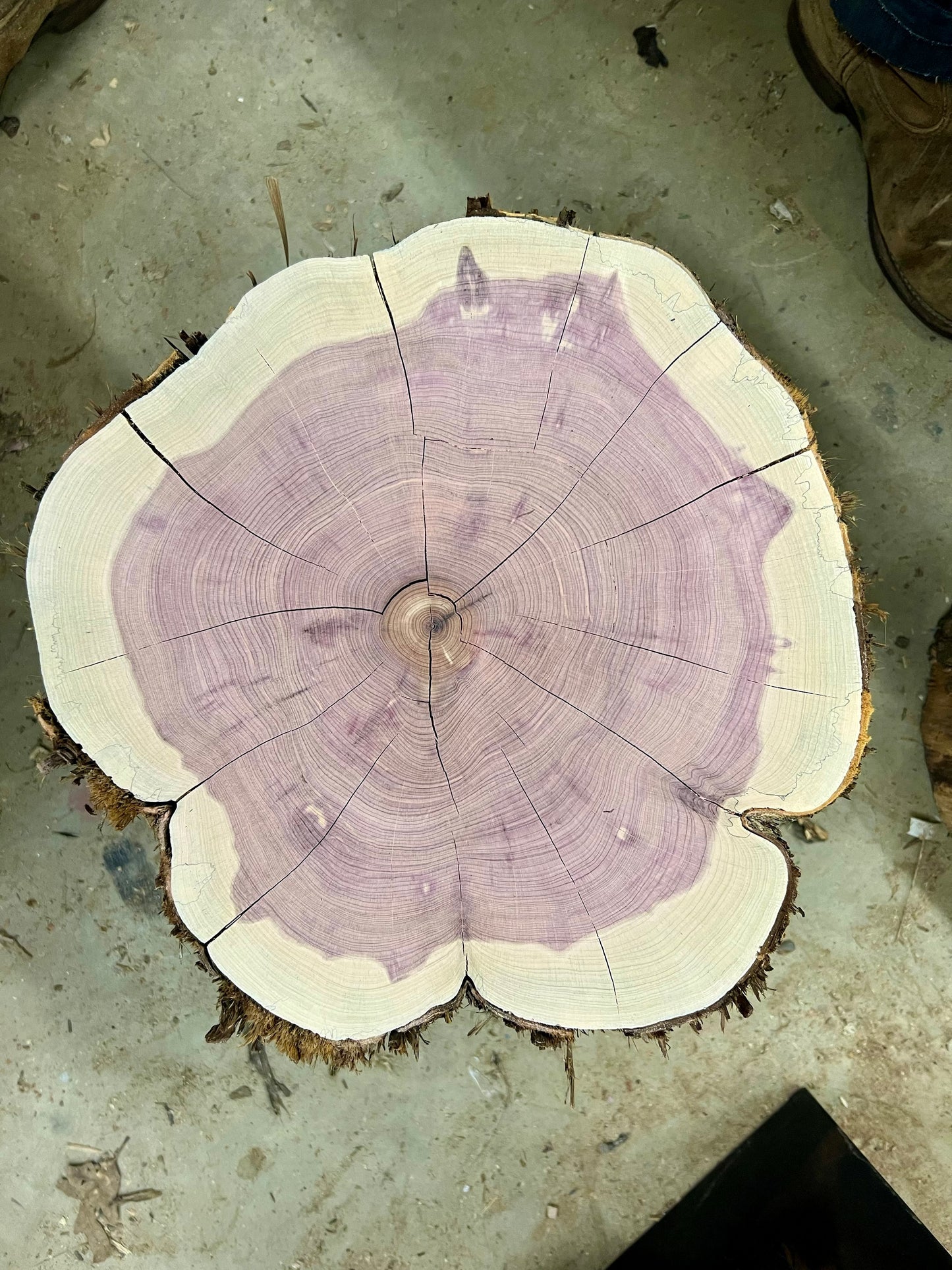 Eastern Red Cedar #33 Tree Print