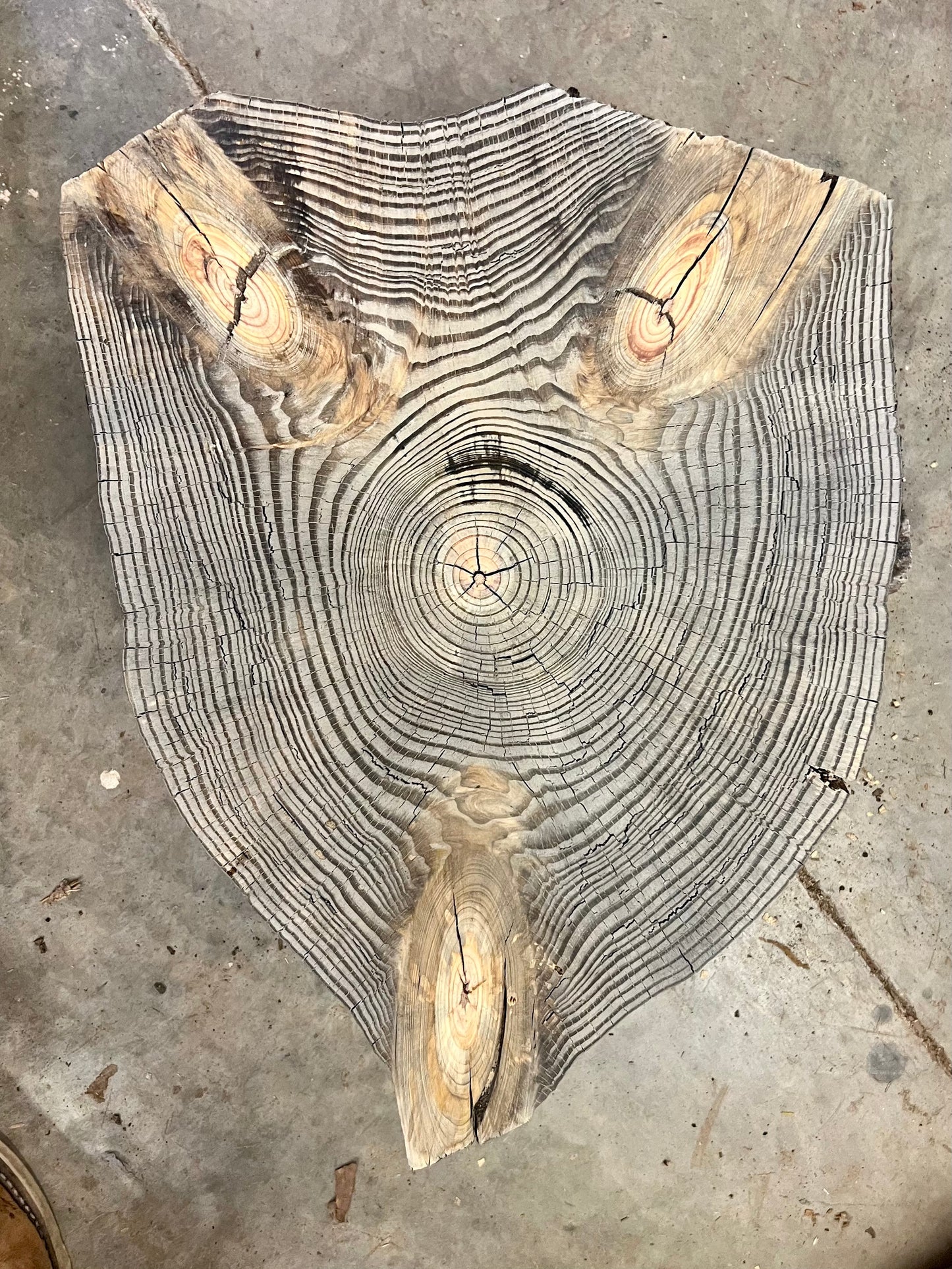 Day 21 Southern Yellow Pine