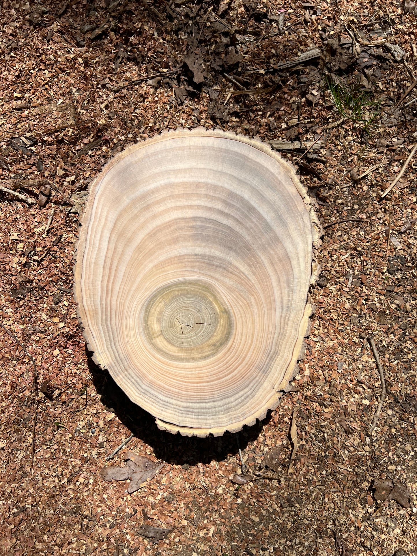 Tulip Tree Print