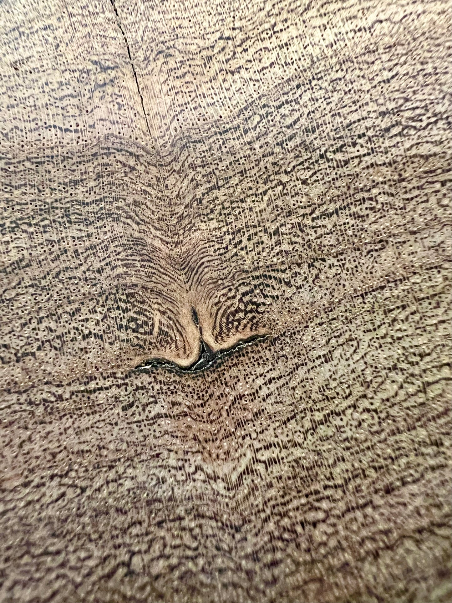 Honey Mesquite Tree Print