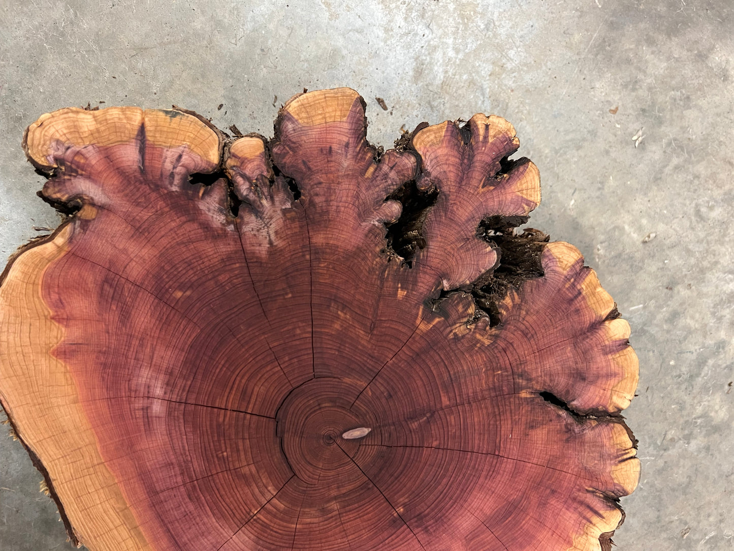 “Golden Dendrite” Eastern Red Cedar Tree Print