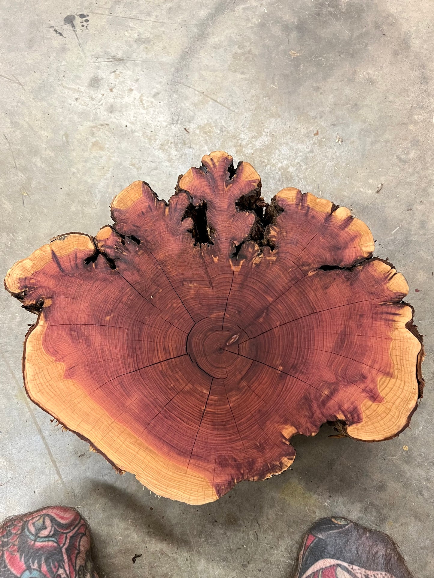 “Golden Dendrite” Eastern Red Cedar Tree Print
