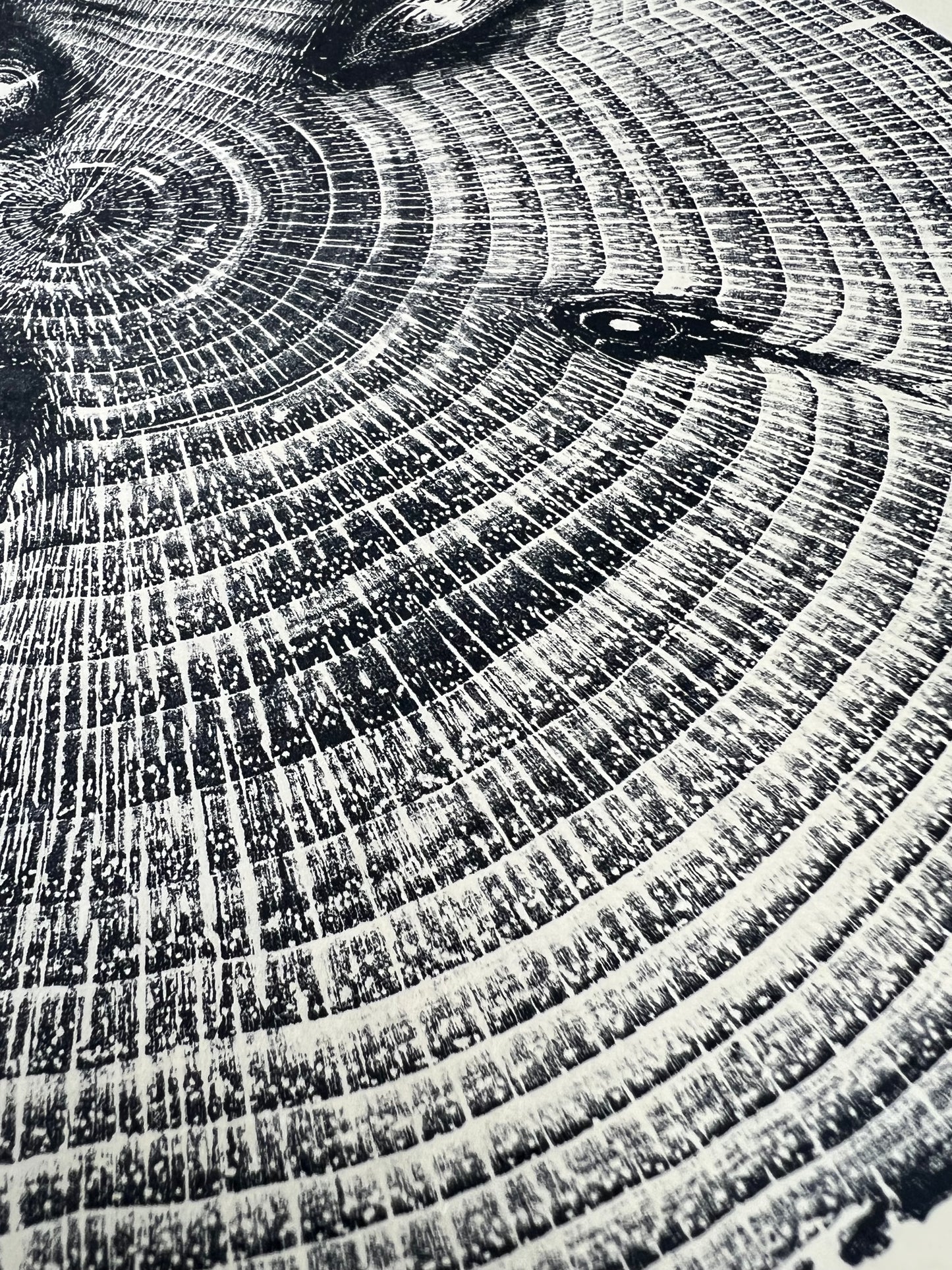 Eastern White Pine Tree Print