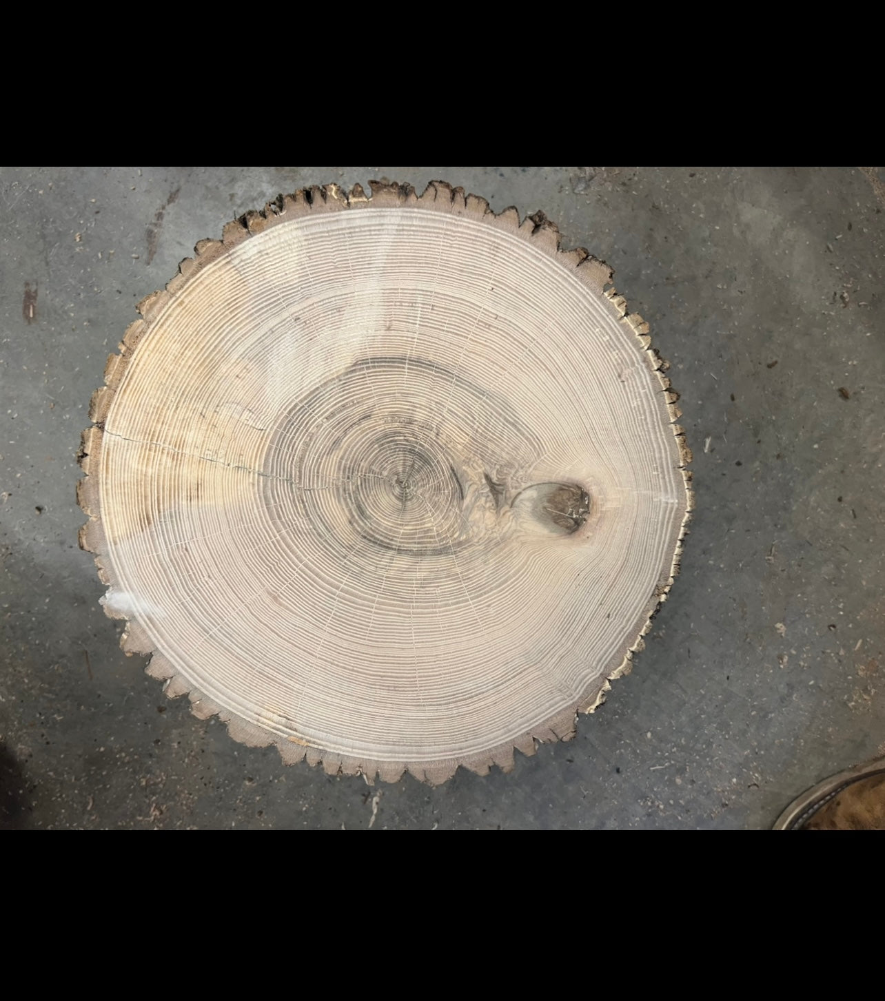 American Elm #2 Tree Print