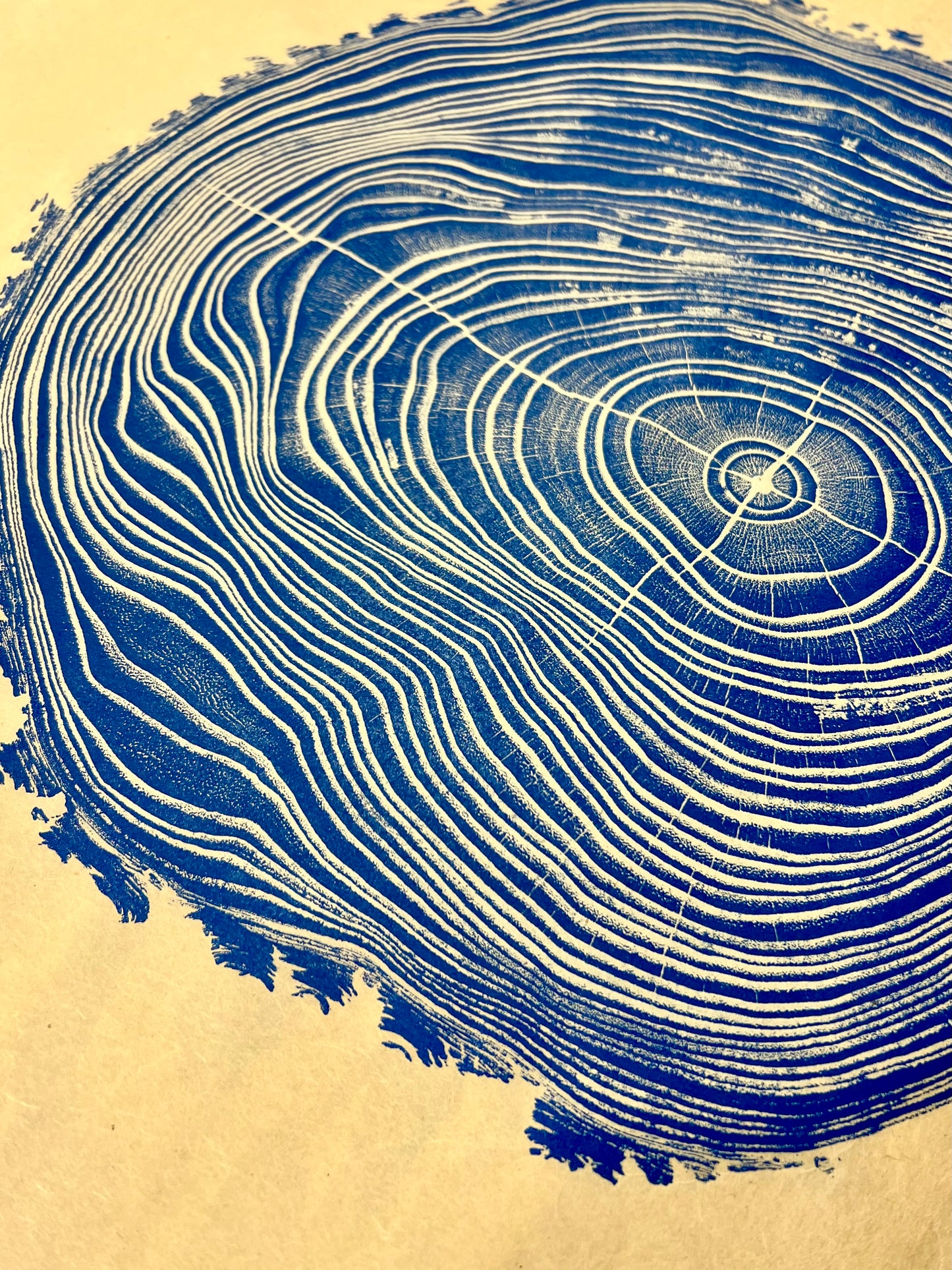 Chinaberry #1 Tree Print