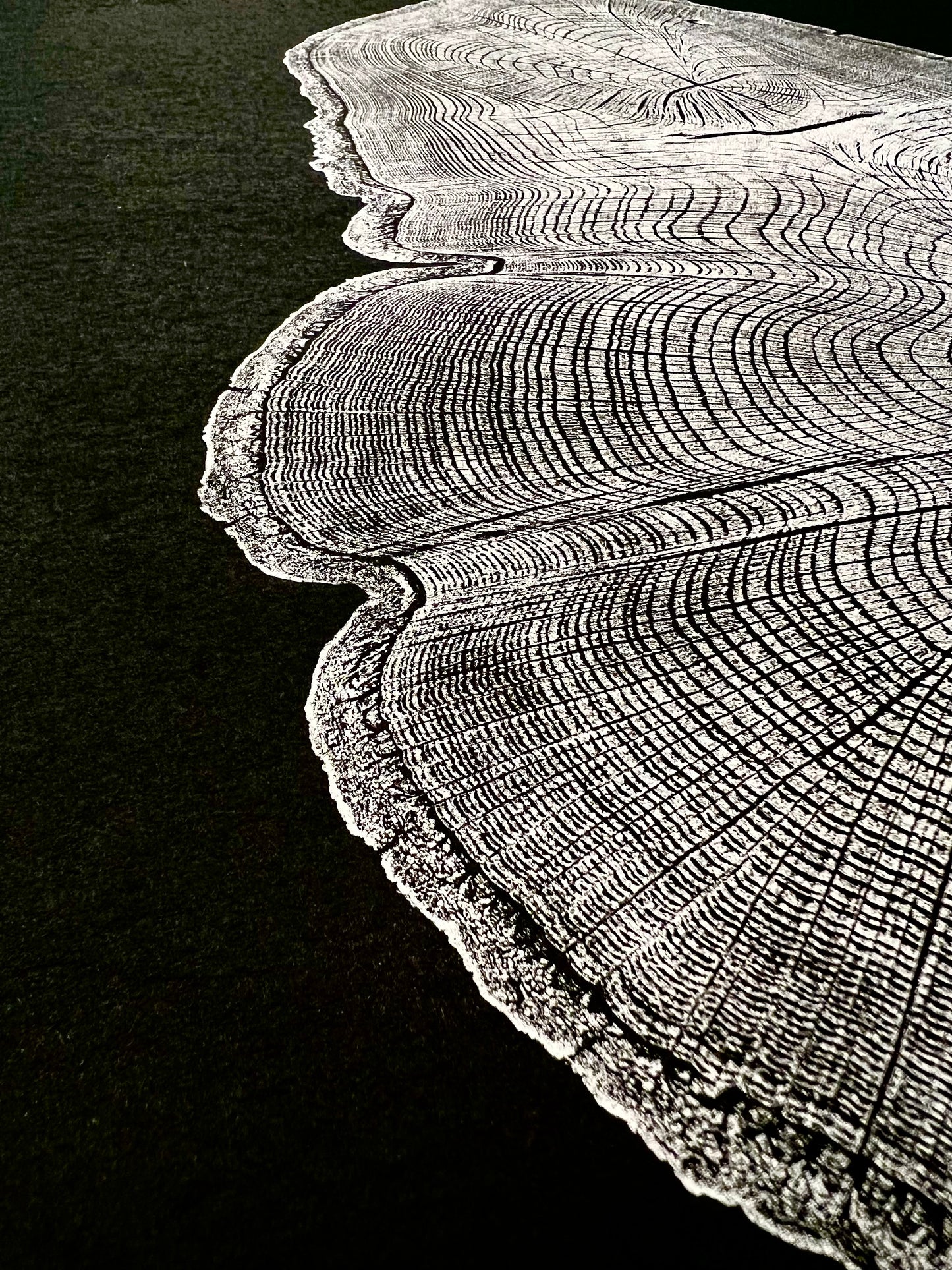 “Silver Water Oak” Tree Print