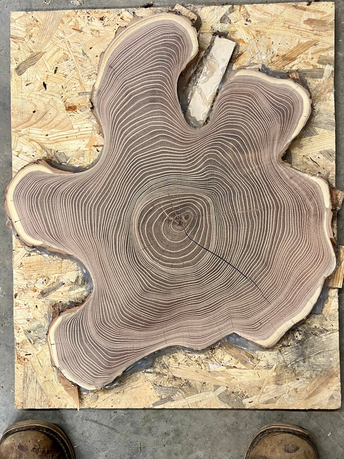 Osage Orange #3 Tree Print