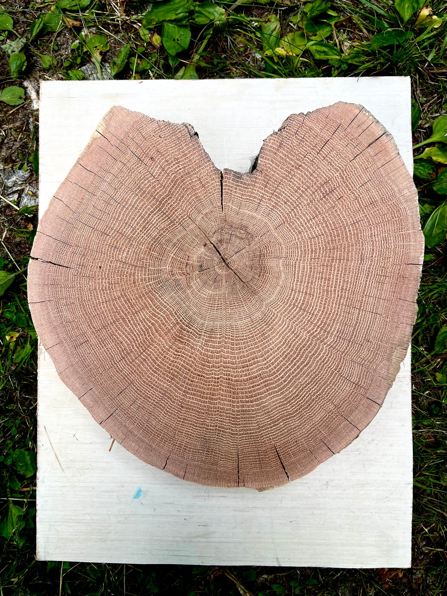Appalachian Red Oak