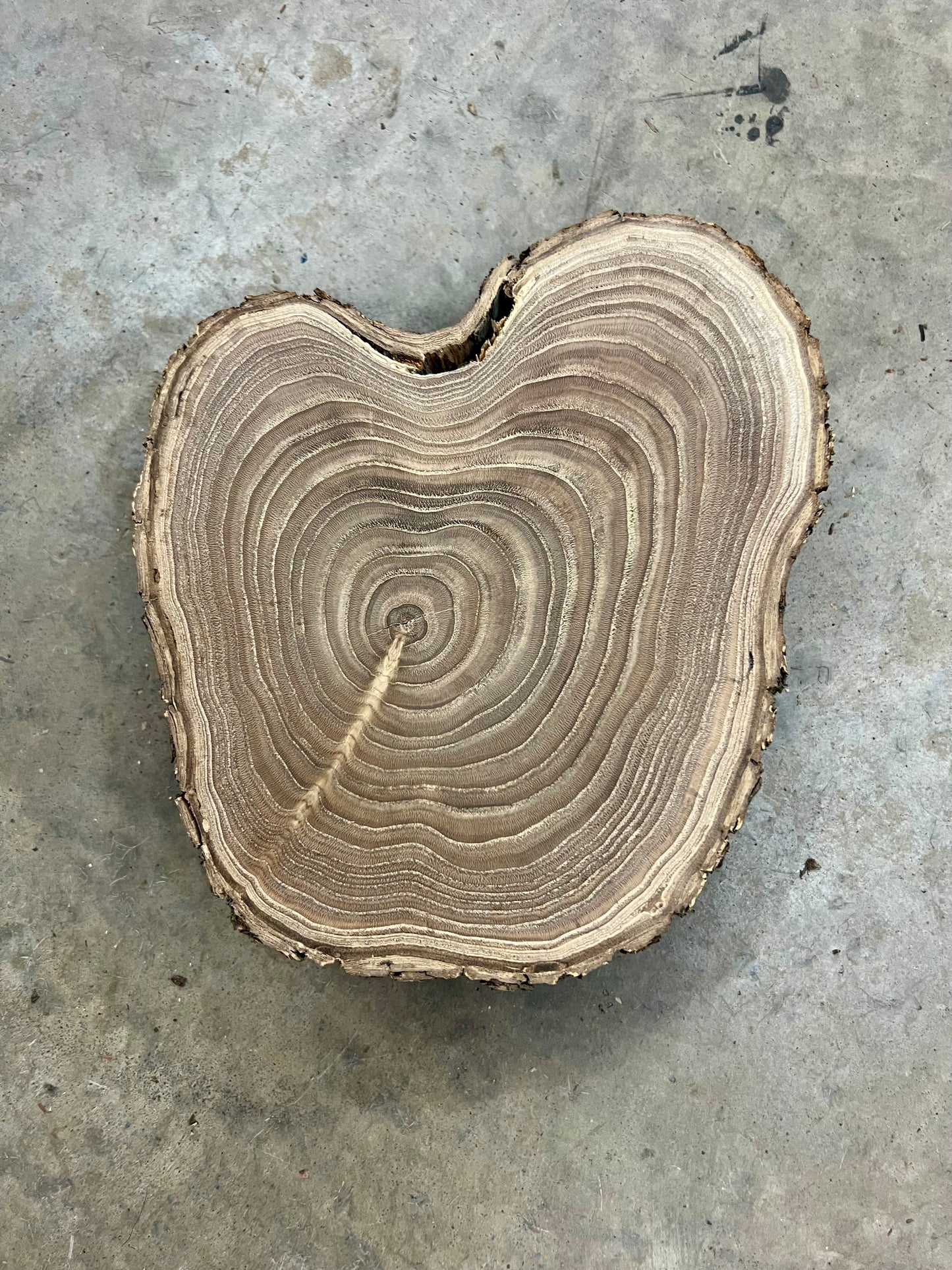 Chinese Chestnut #1 Tree Print