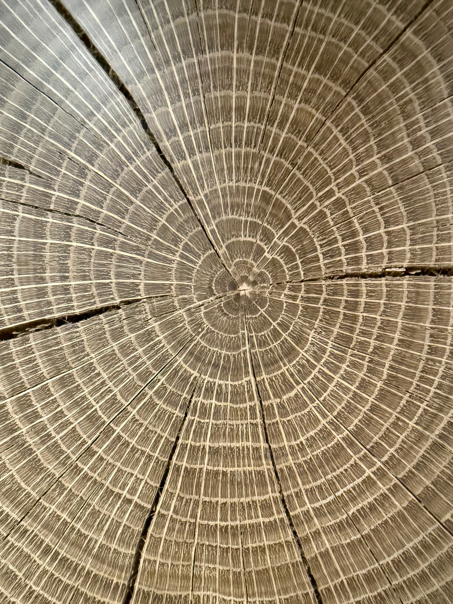 Pastel White Oak Tree Print