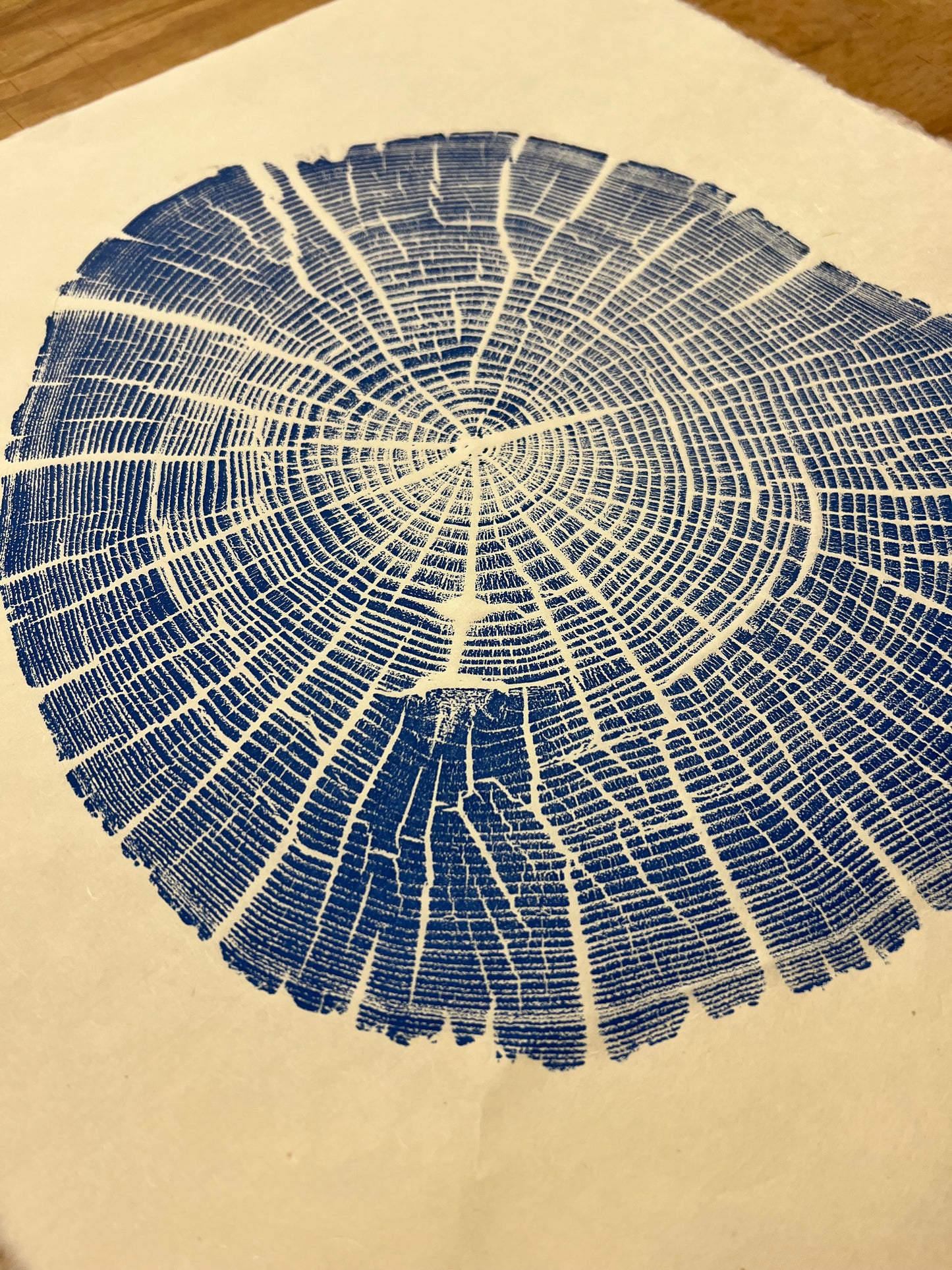 “Fissures” Black Locust Tree Print