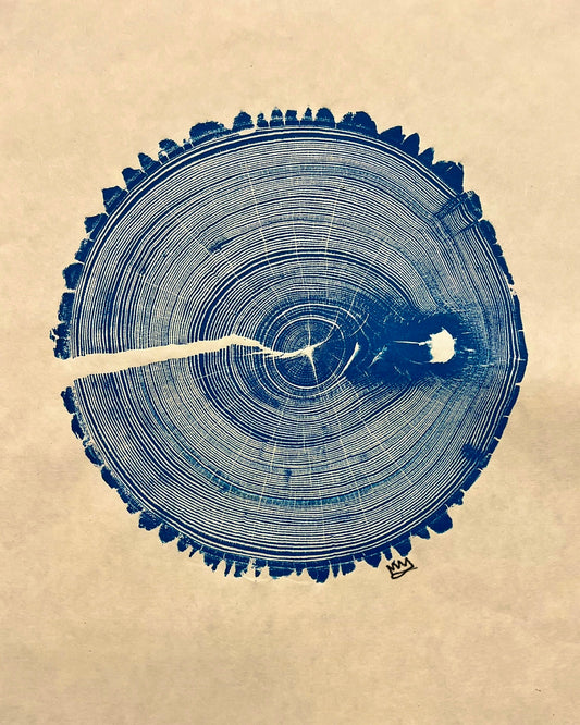 American Elm No. 5