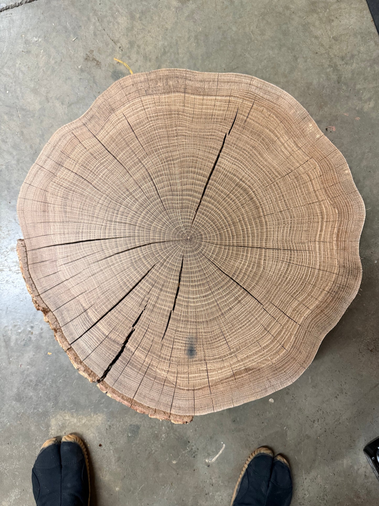 Pastel White Oak Tree Print