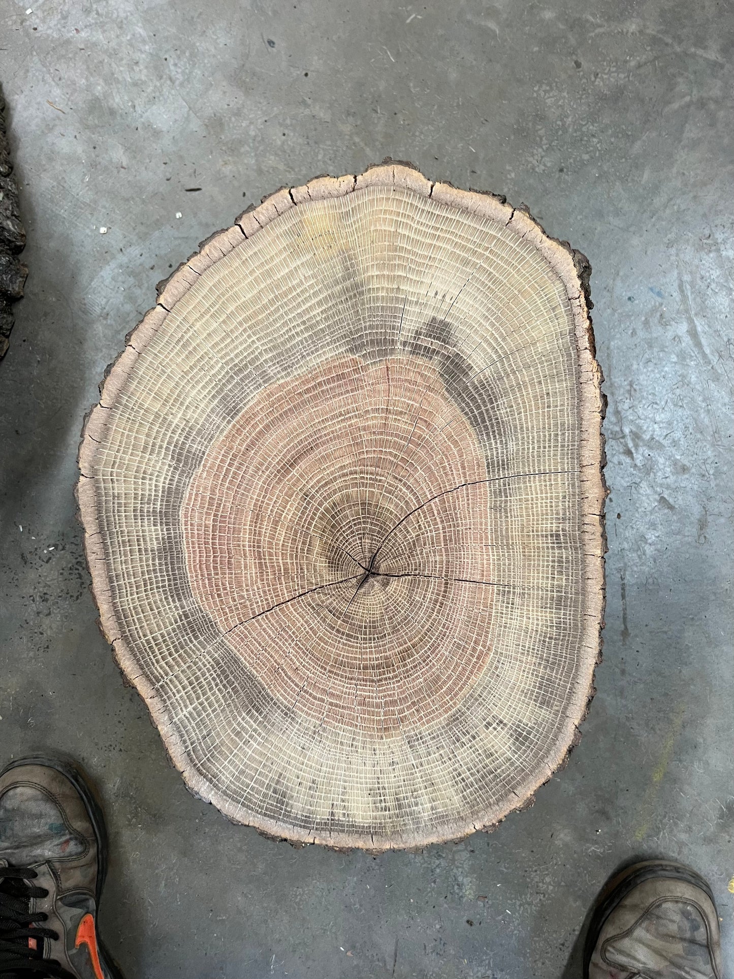 “Flat Spot” White Oak Tree Print