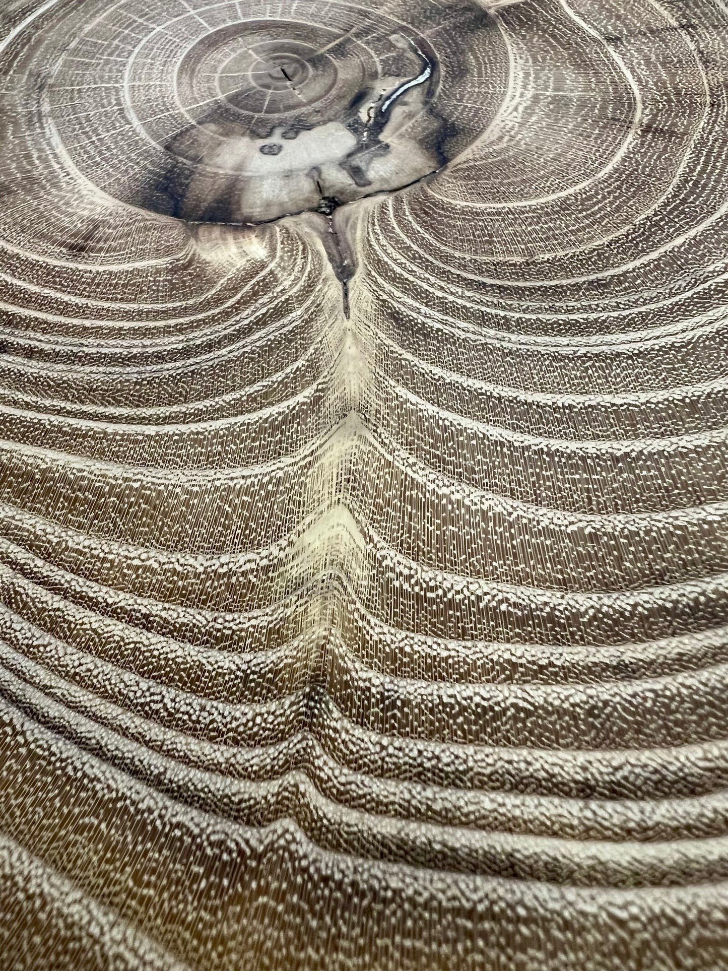 Black Locust #64 Tree Print