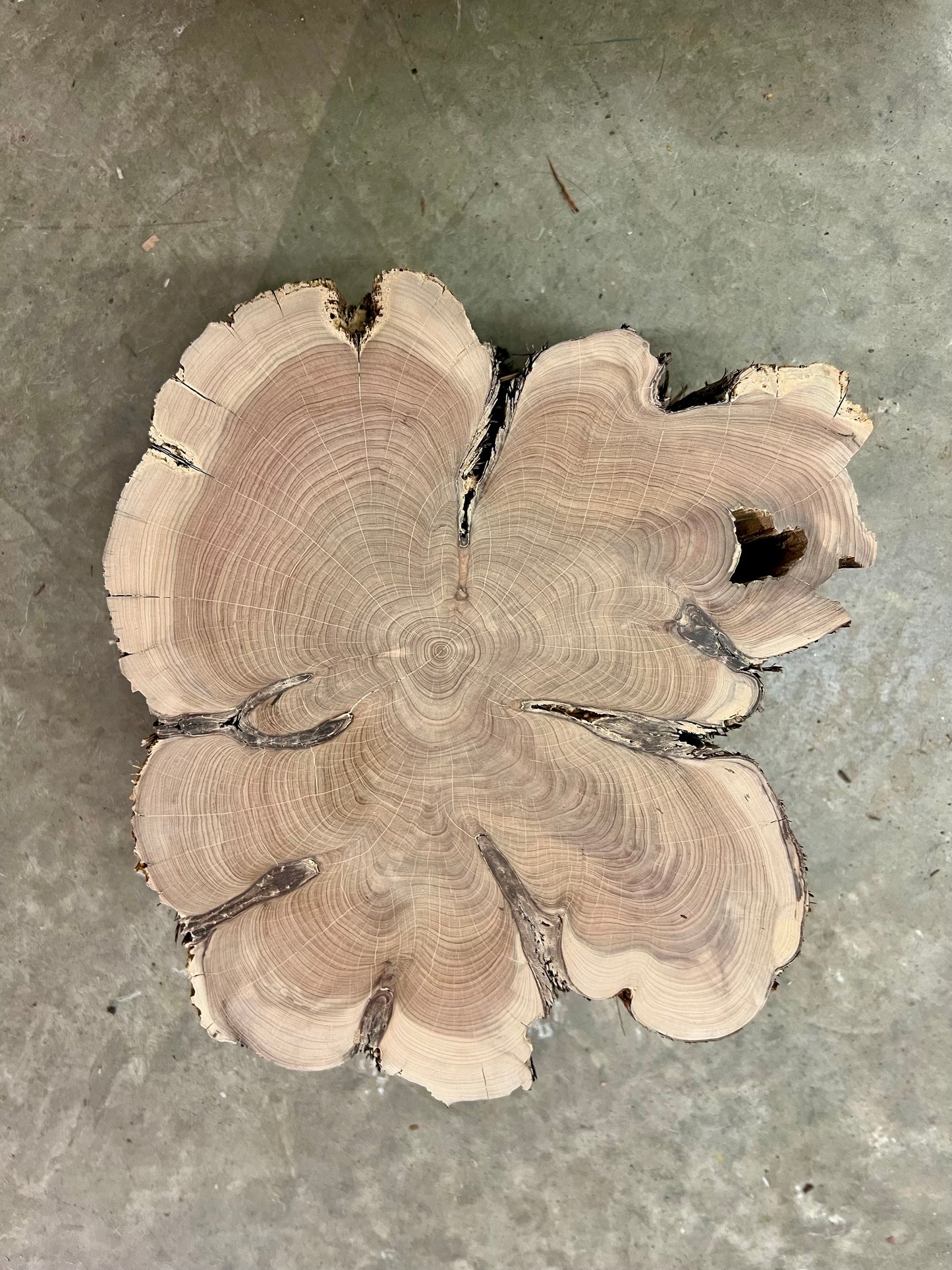 Ashe Juniper No. 1 Tree Print