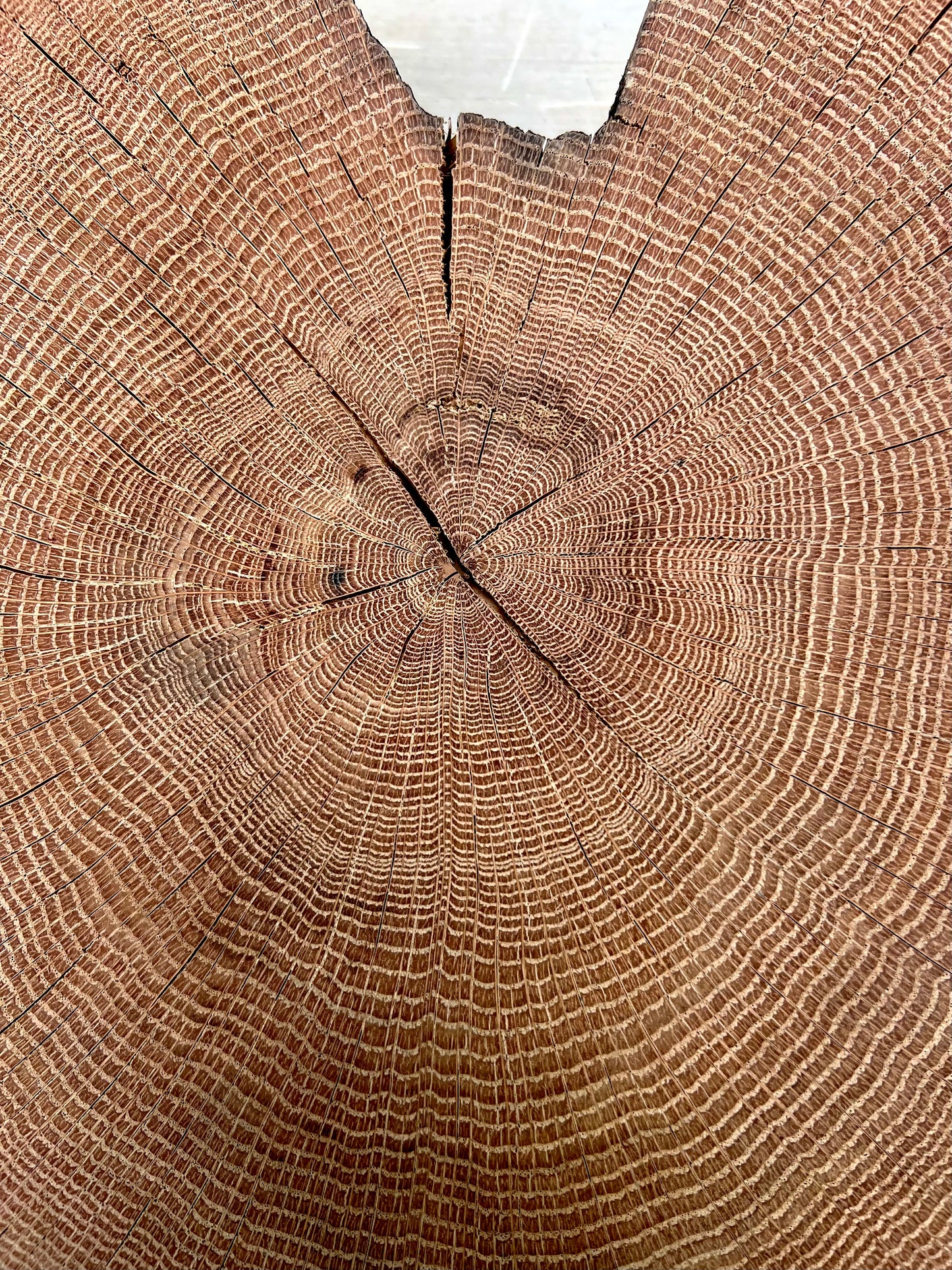 Appalachian Red Oak