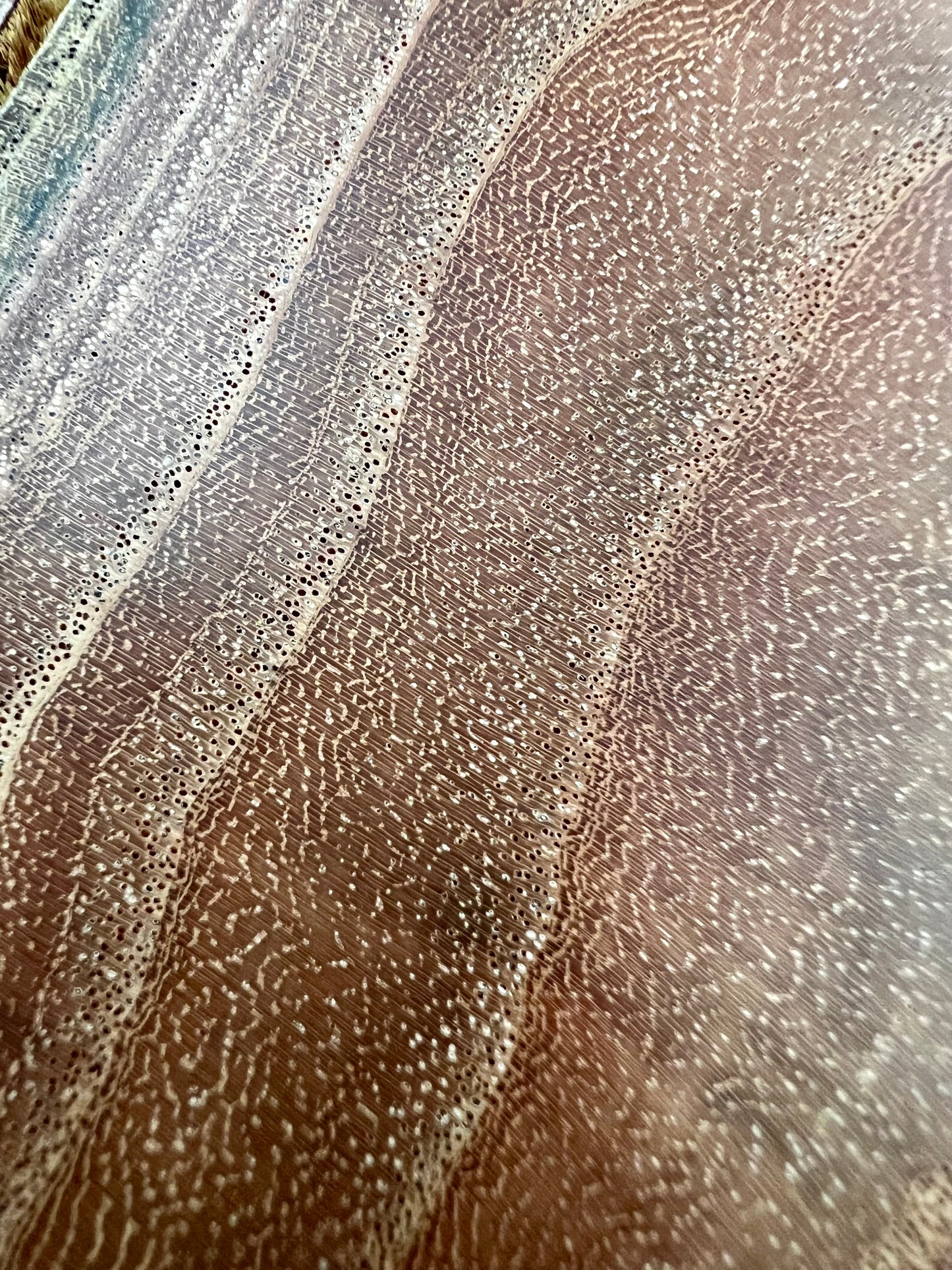 Chinaberry #2 Tree Print