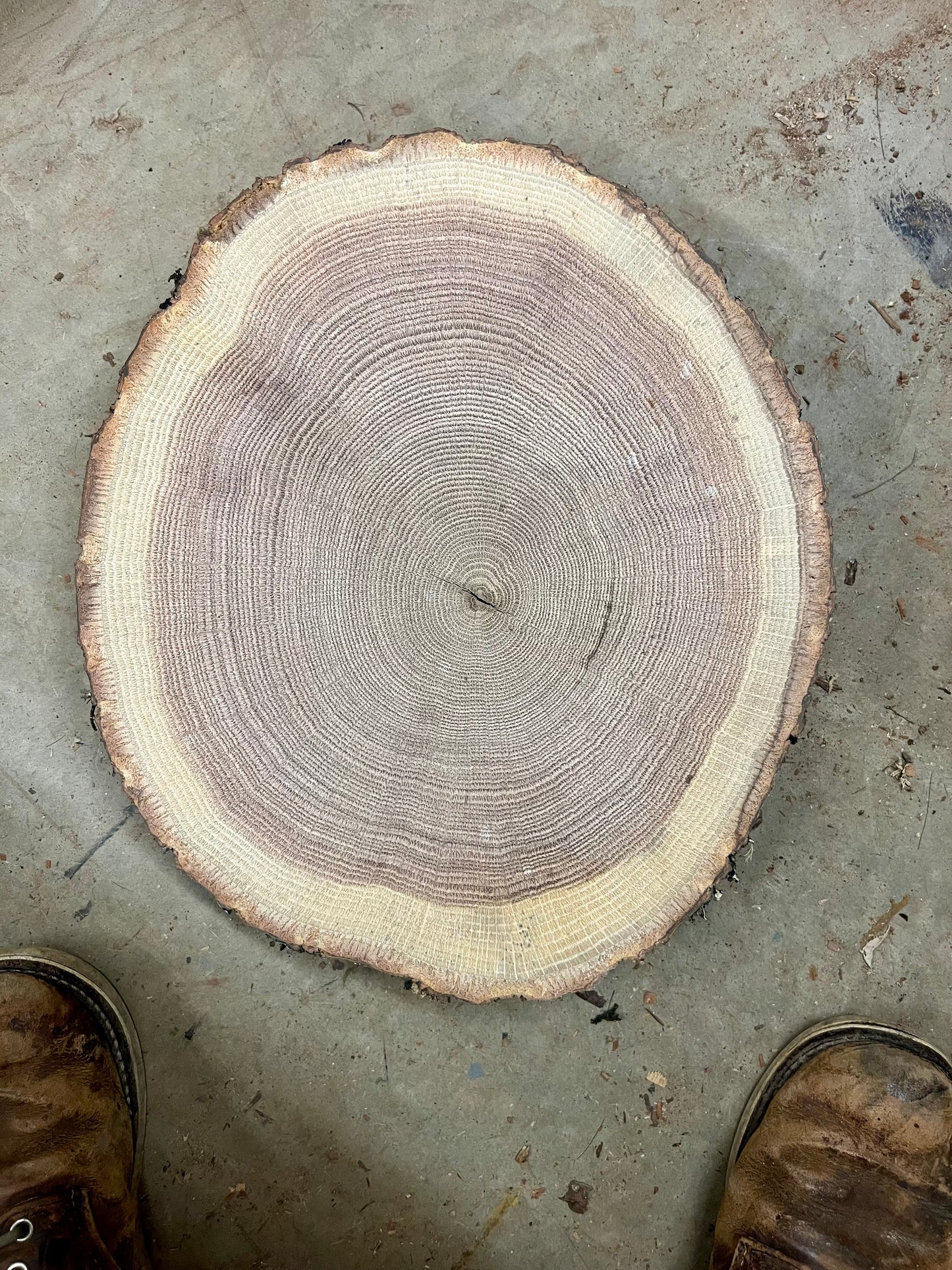 Mountain Oak #8 Tree Print