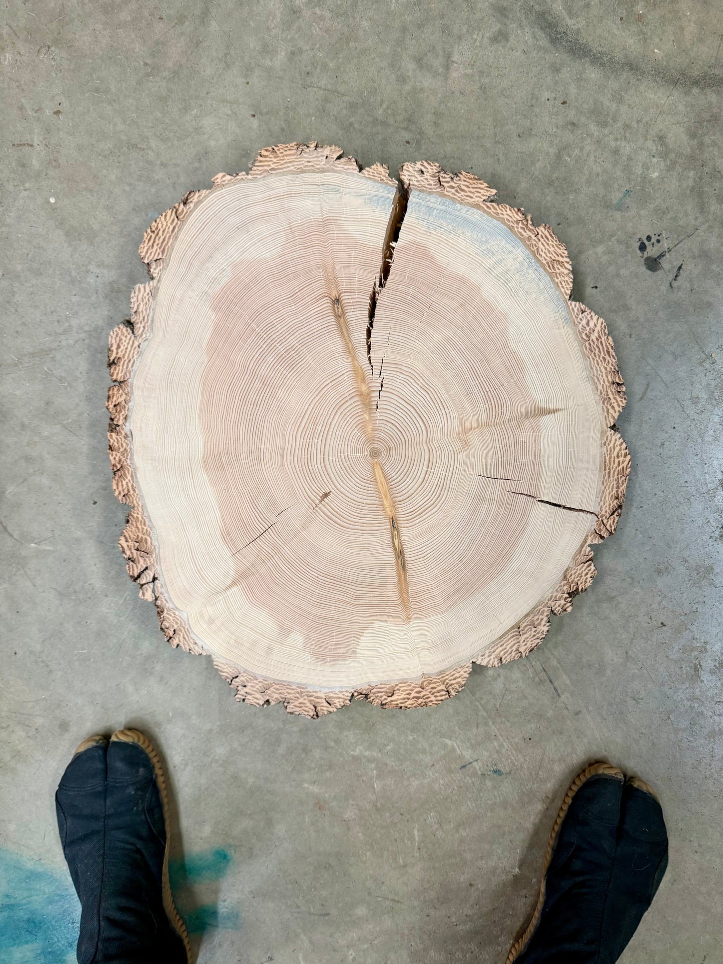 “Beautiful Bark” Douglas Fir Tree Print