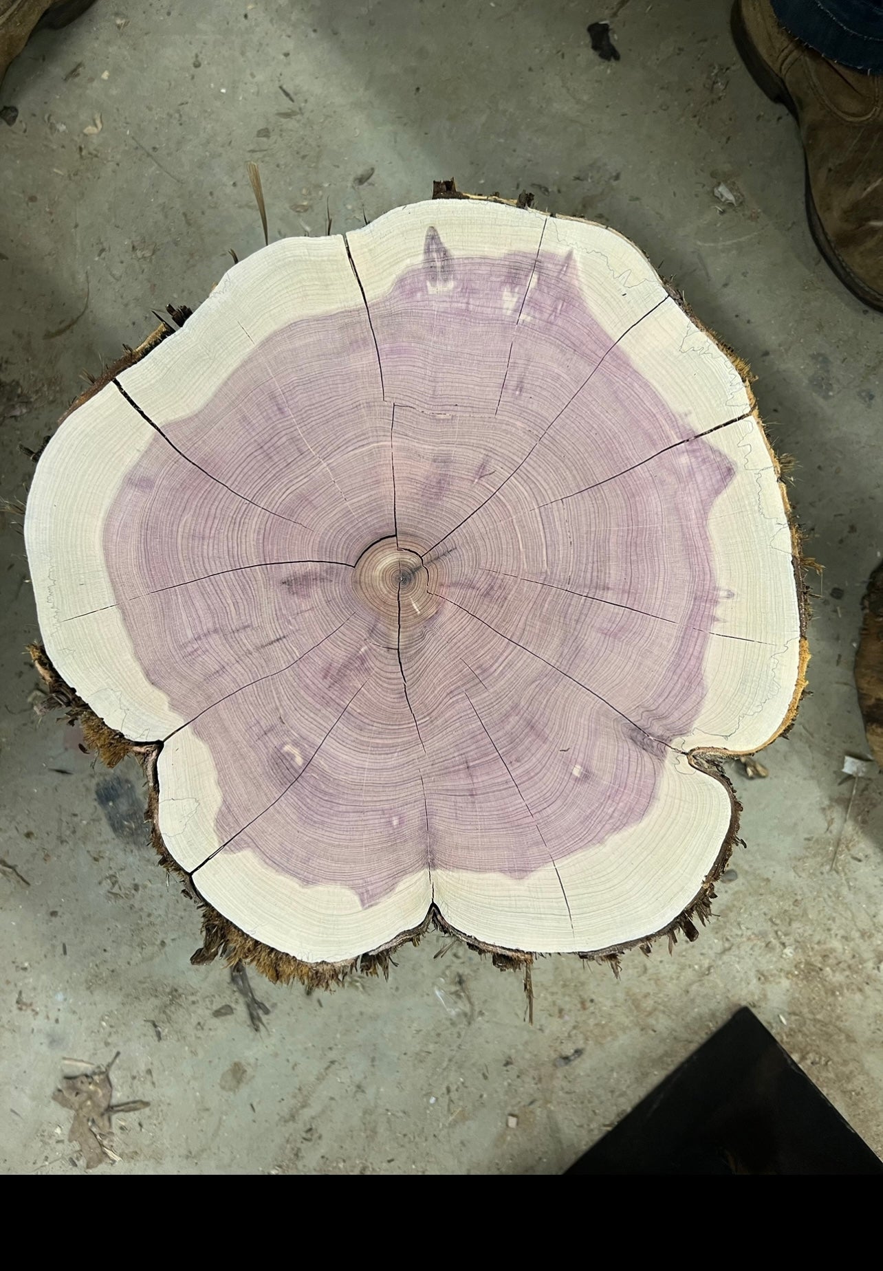 Eastern Red Cedar 33.75 Tree Print
