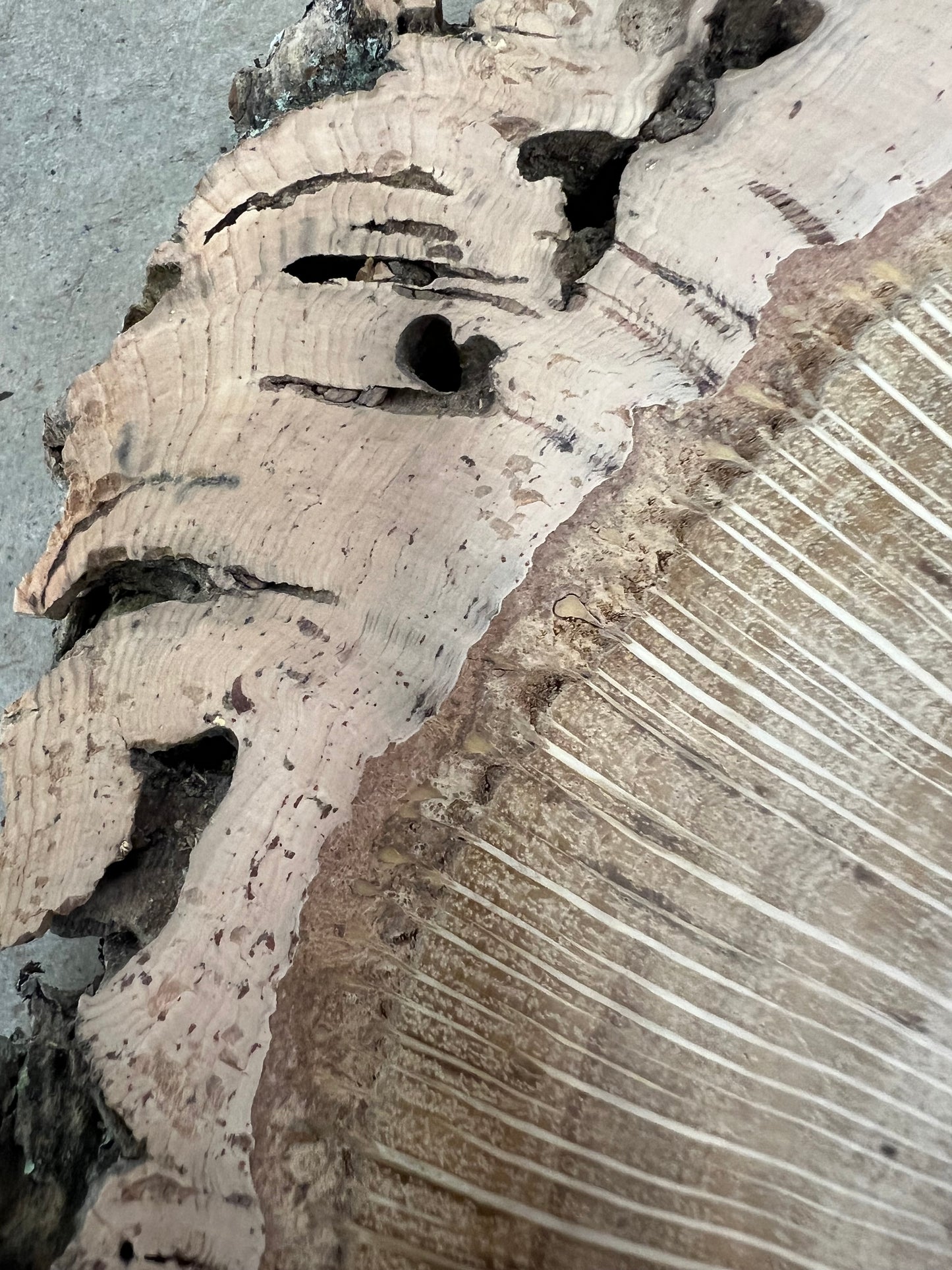 Cork Oak Tree Print
