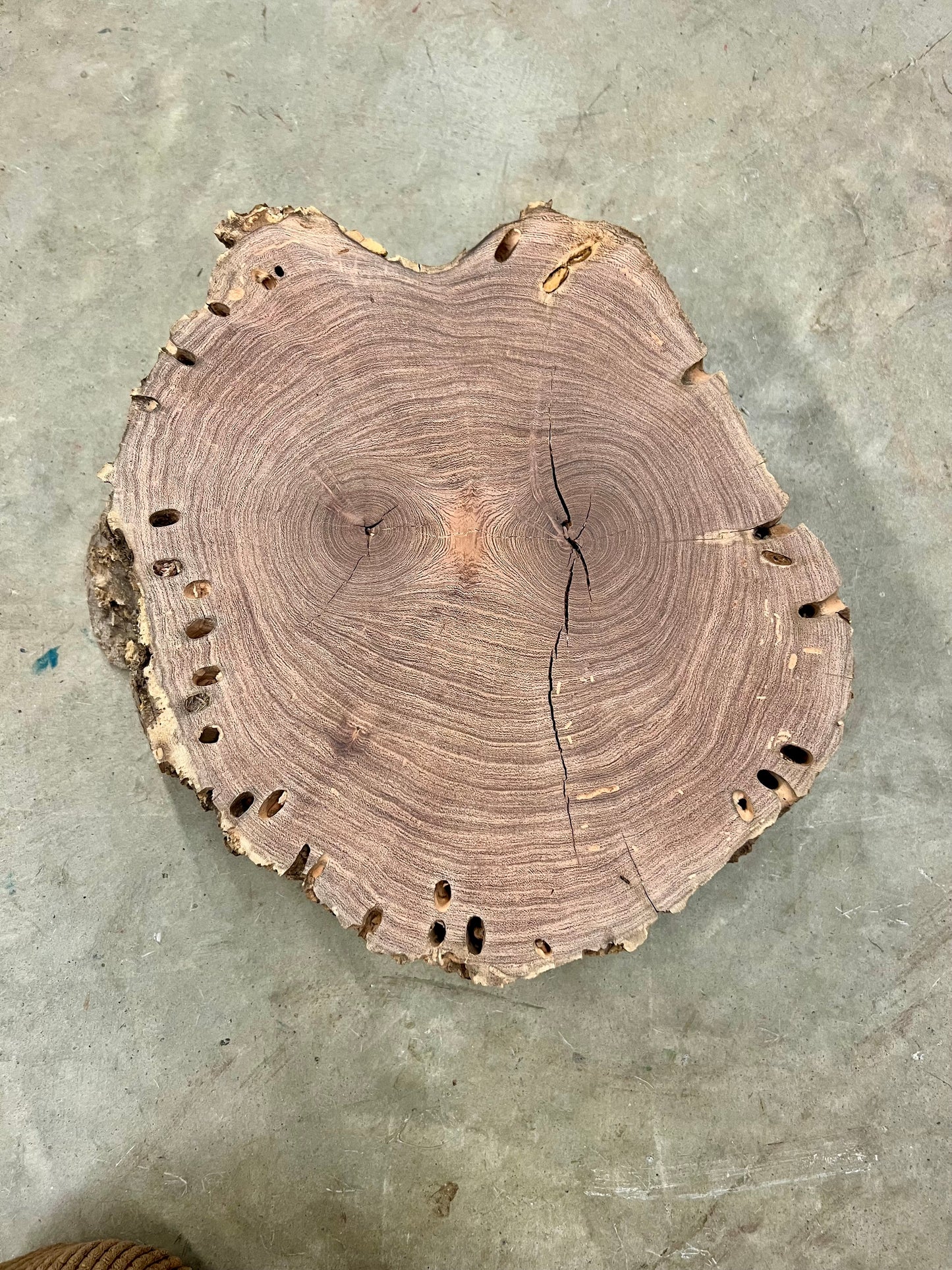Honey Mesquite No. 2 Tree Print