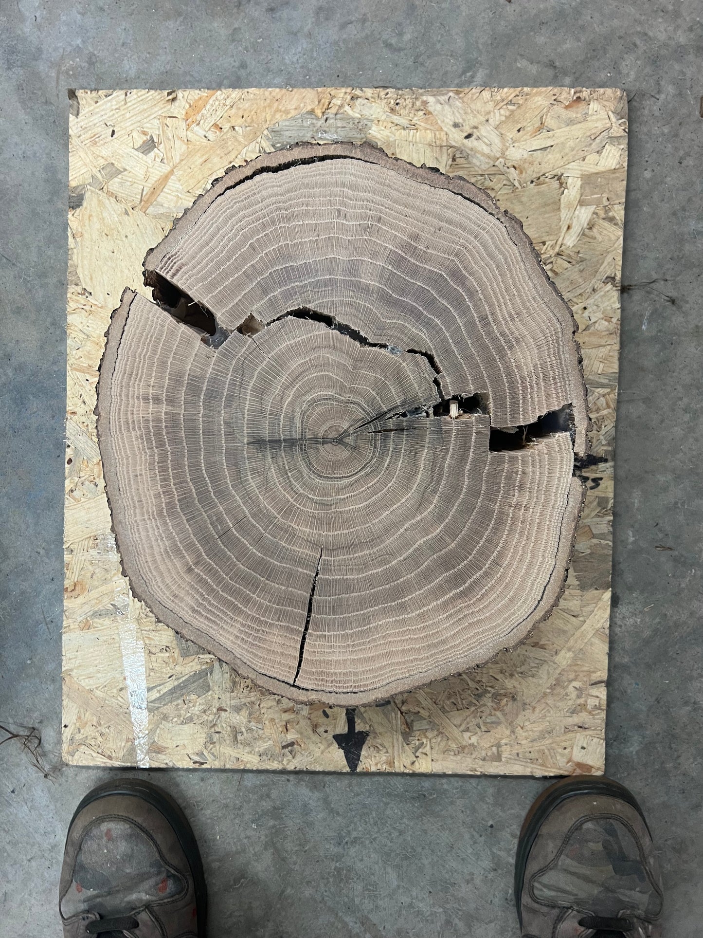 Green Oak Tree Print