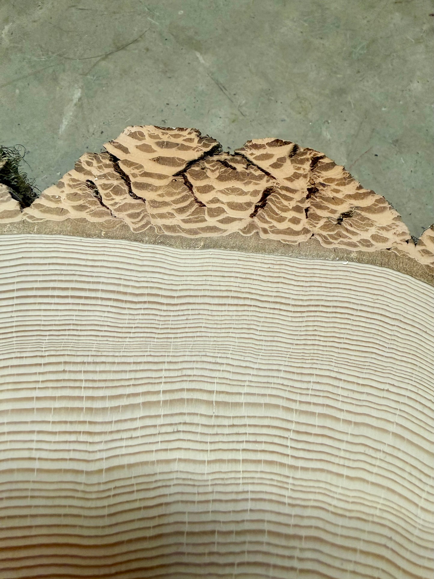 “Beautiful Bark” Douglas Fir Tree Print