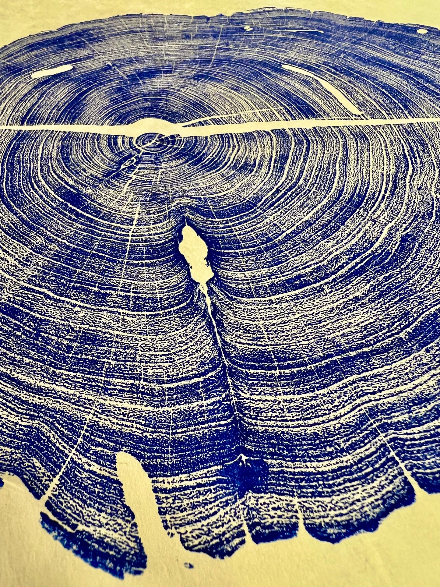 Honey Mesquite Tree Print
