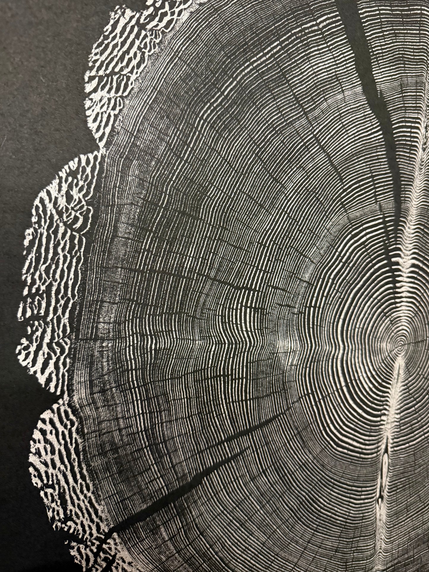 “Beautiful Bark” Douglas Fir Tree Print